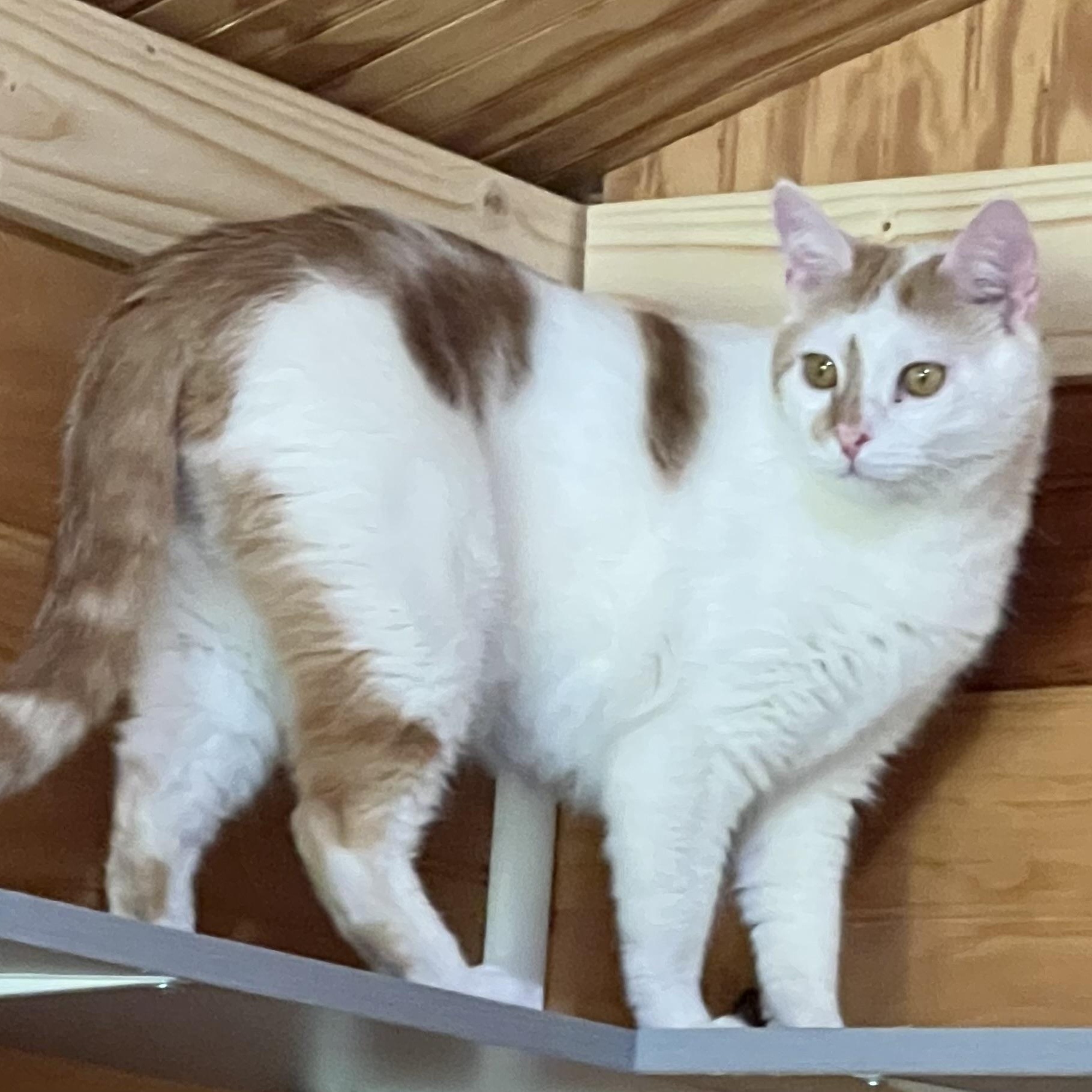 Stripe, a Adoptable Domestic Short Hair in Knoxville, GA image 1/3