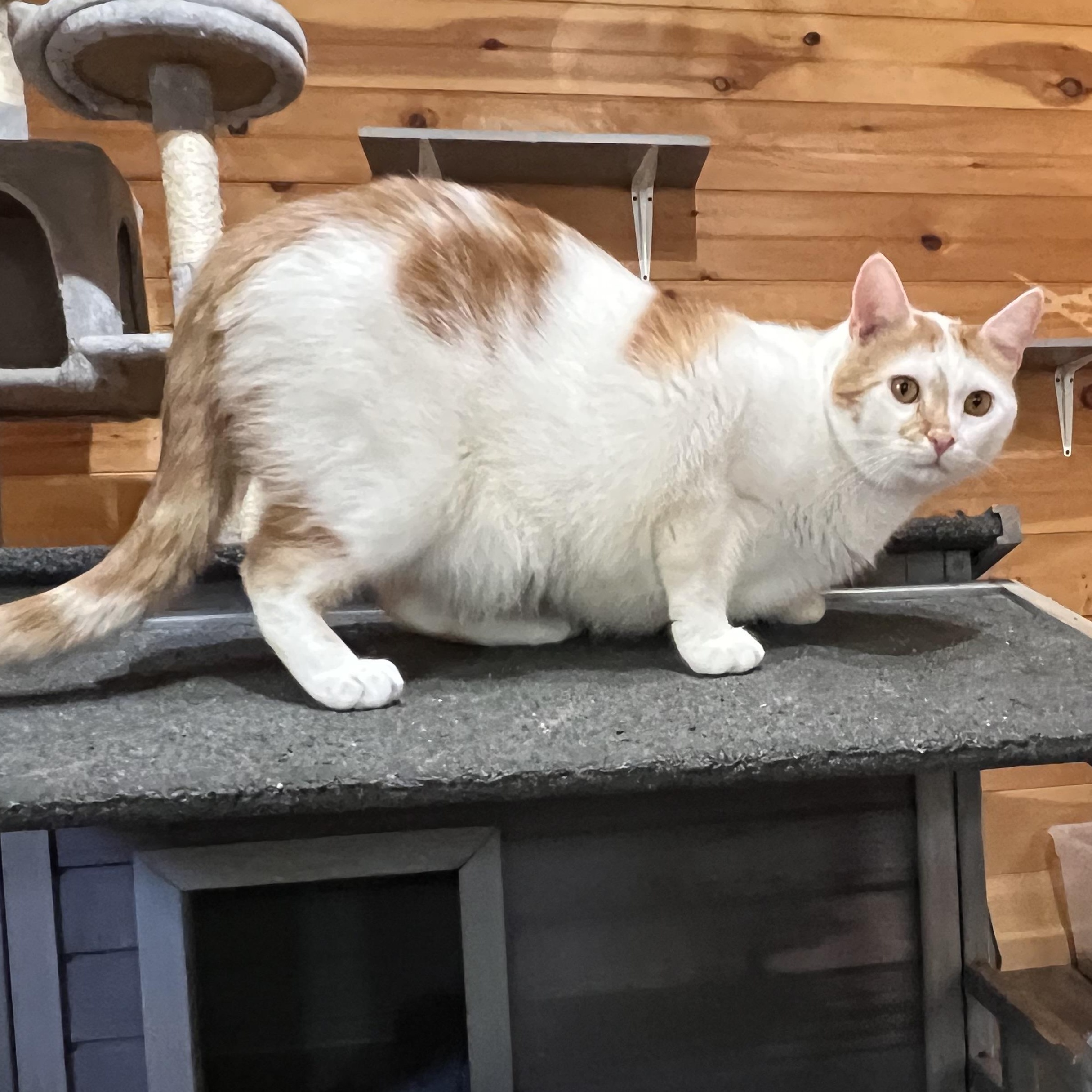 Enlarge Stripe, a Adoptable mixed breed in Knoxville, GA image 4/4