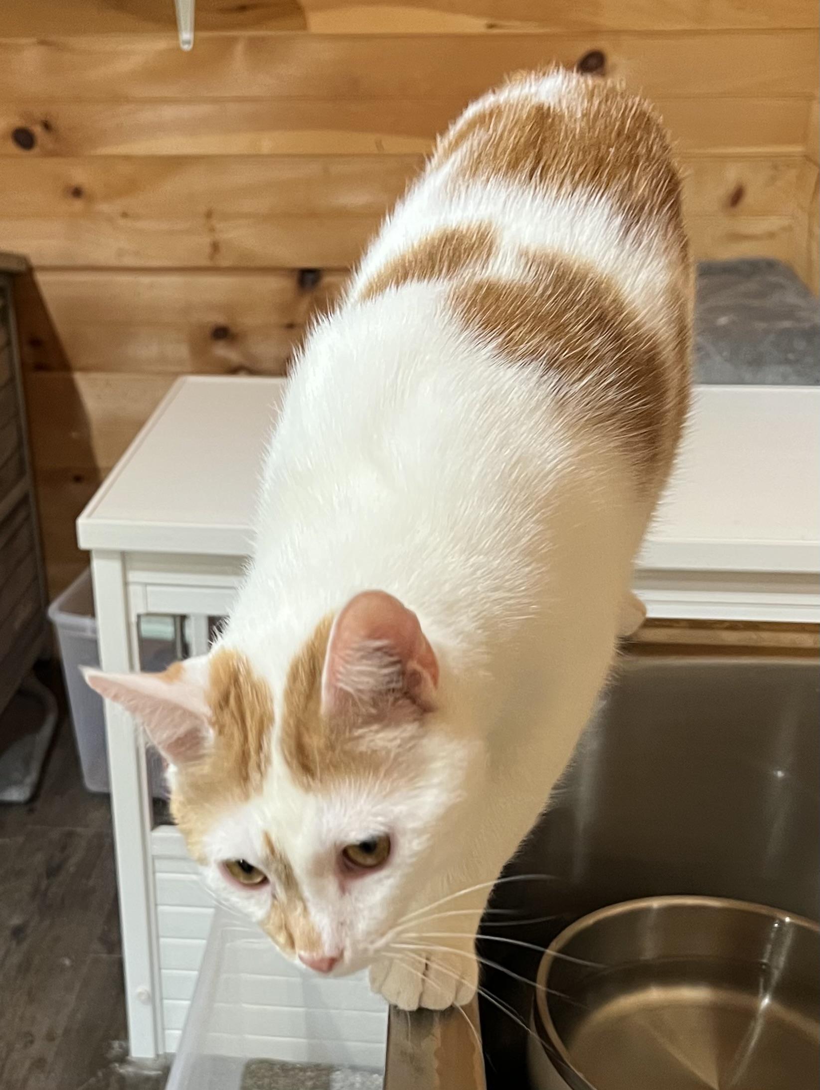 Stripe, a Adoptable Domestic Short Hair in Knoxville, GA image 2/3