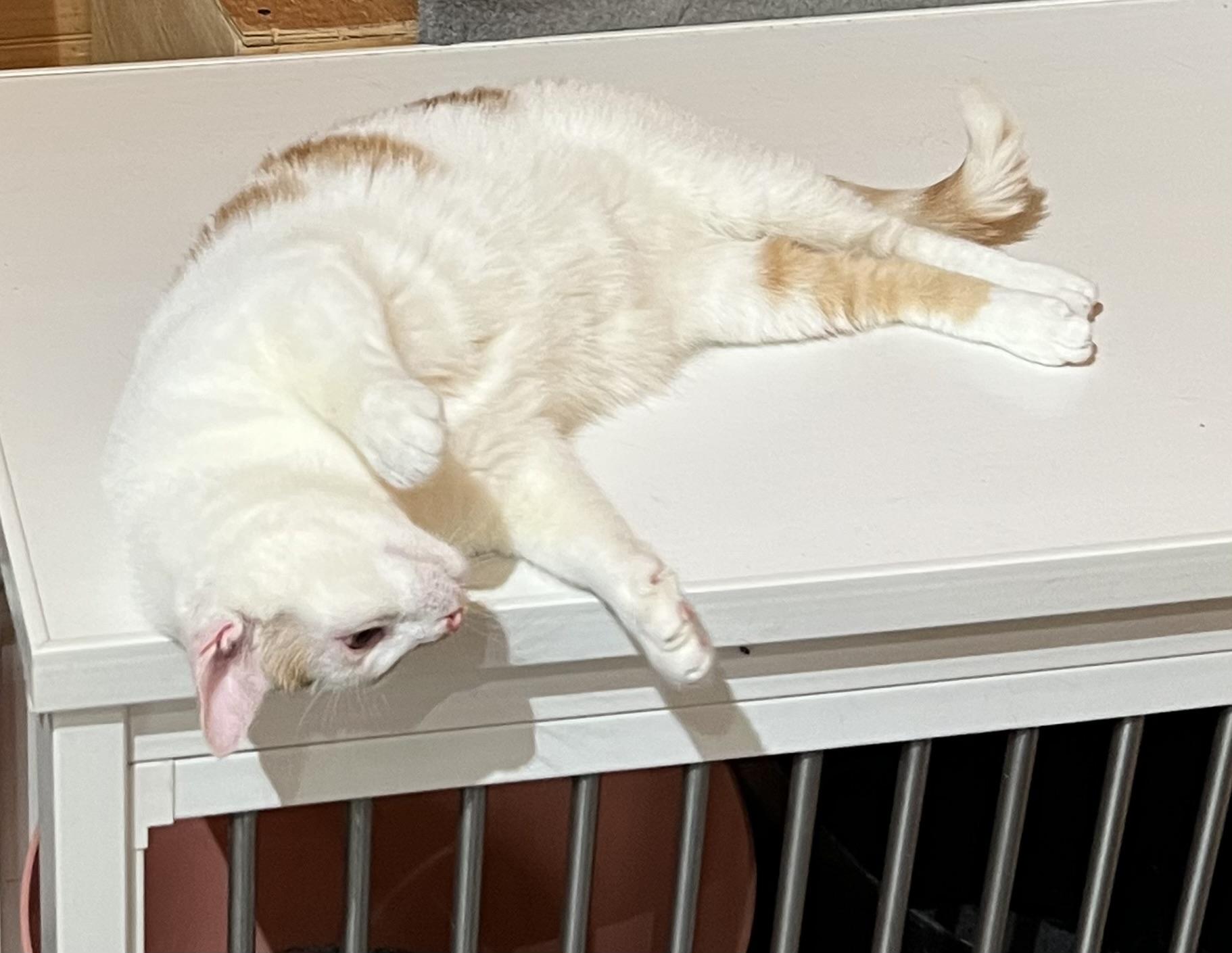 Stripe, a Adoptable Domestic Short Hair in Knoxville, GA image 3/3