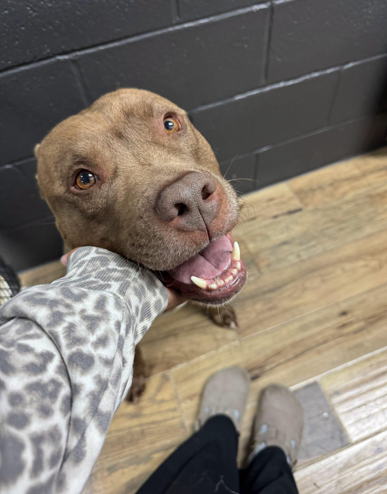 Enlarge Bronson, a Adoptable mixed breed in Keswick, ON image 3/6