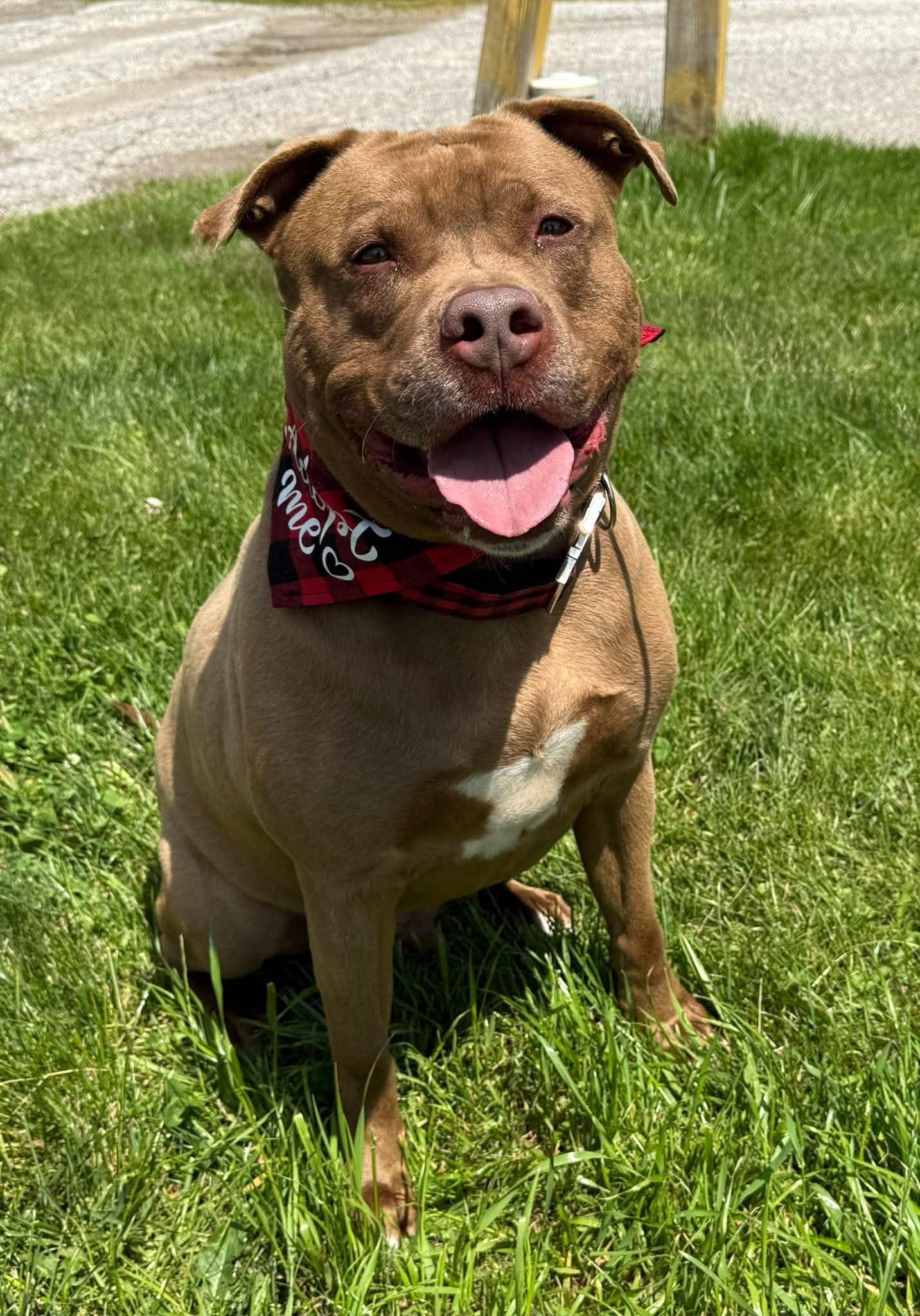 Bronson, a ADOPTABLE mixed breed in Keswick, ON image 1/6