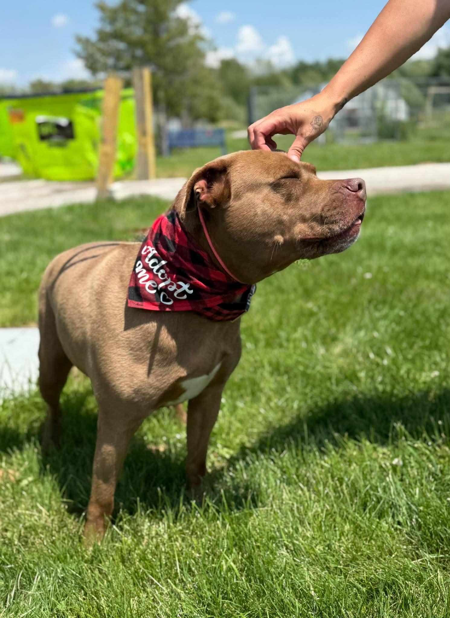 Bronson, a ADOPTABLE mixed breed in Keswick, ON image 5/6