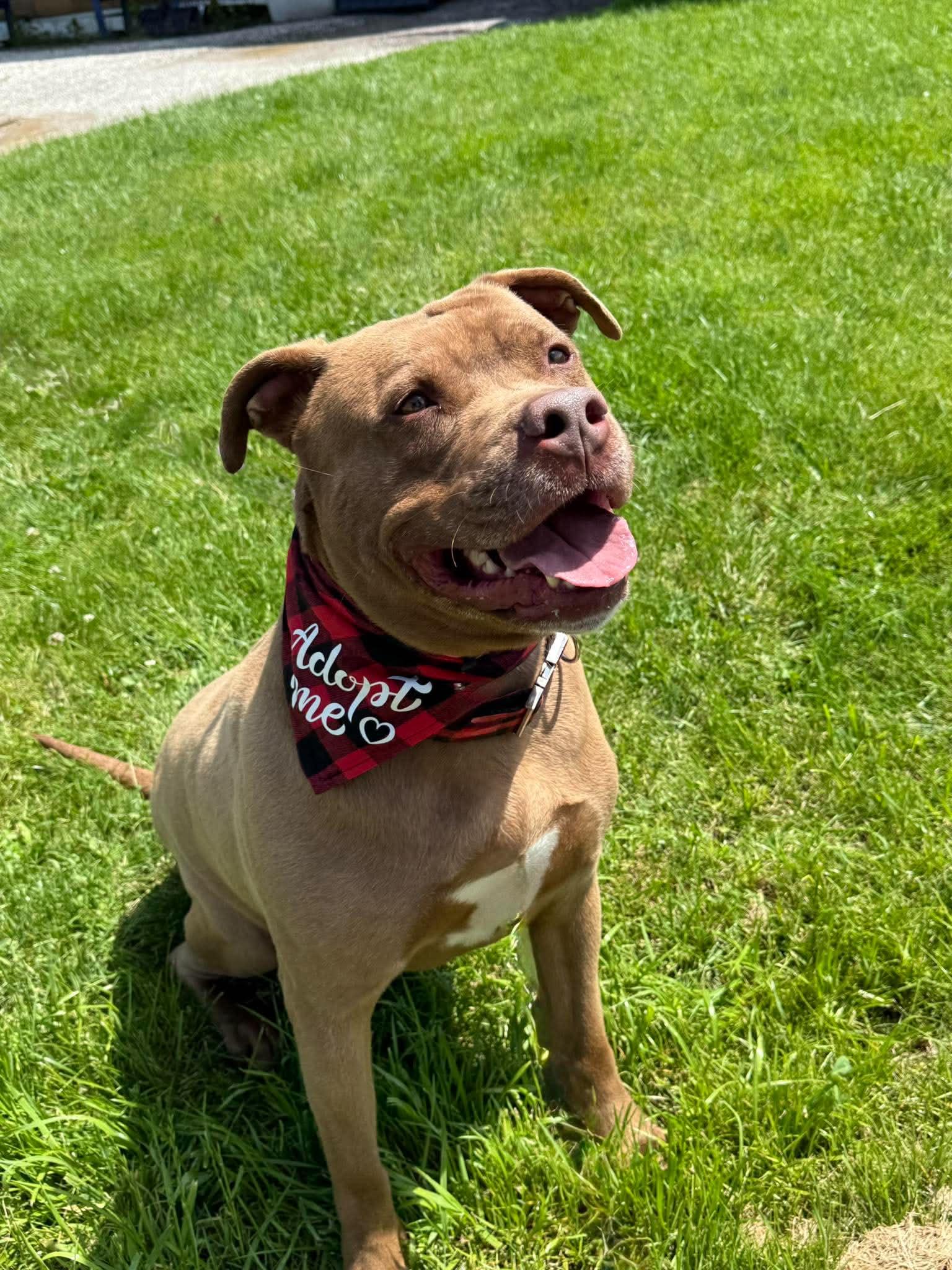 Bronson, a ADOPTABLE mixed breed in Keswick, ON image 6/6