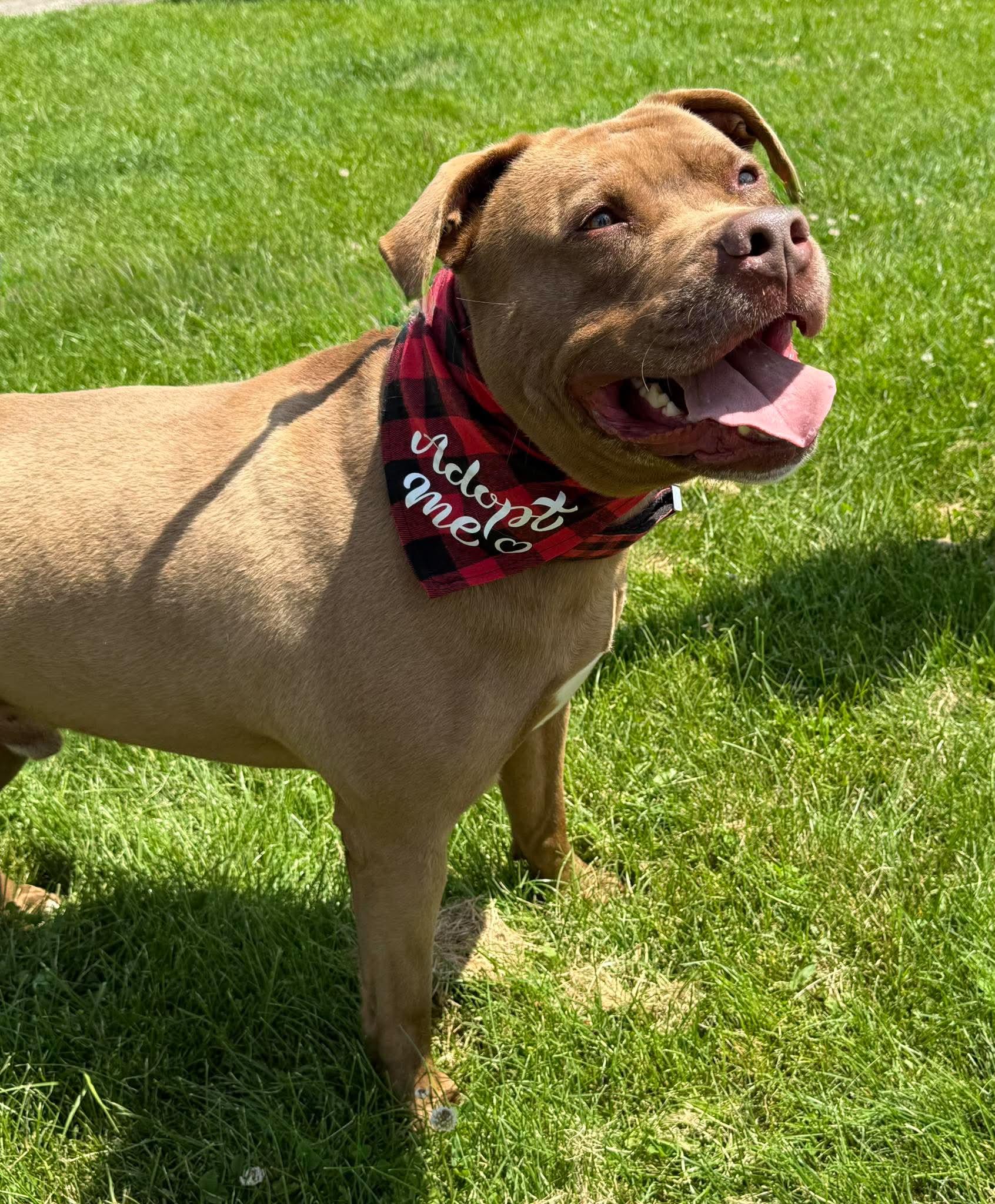 Bronson, a ADOPTABLE mixed breed in Keswick, ON image 3/6