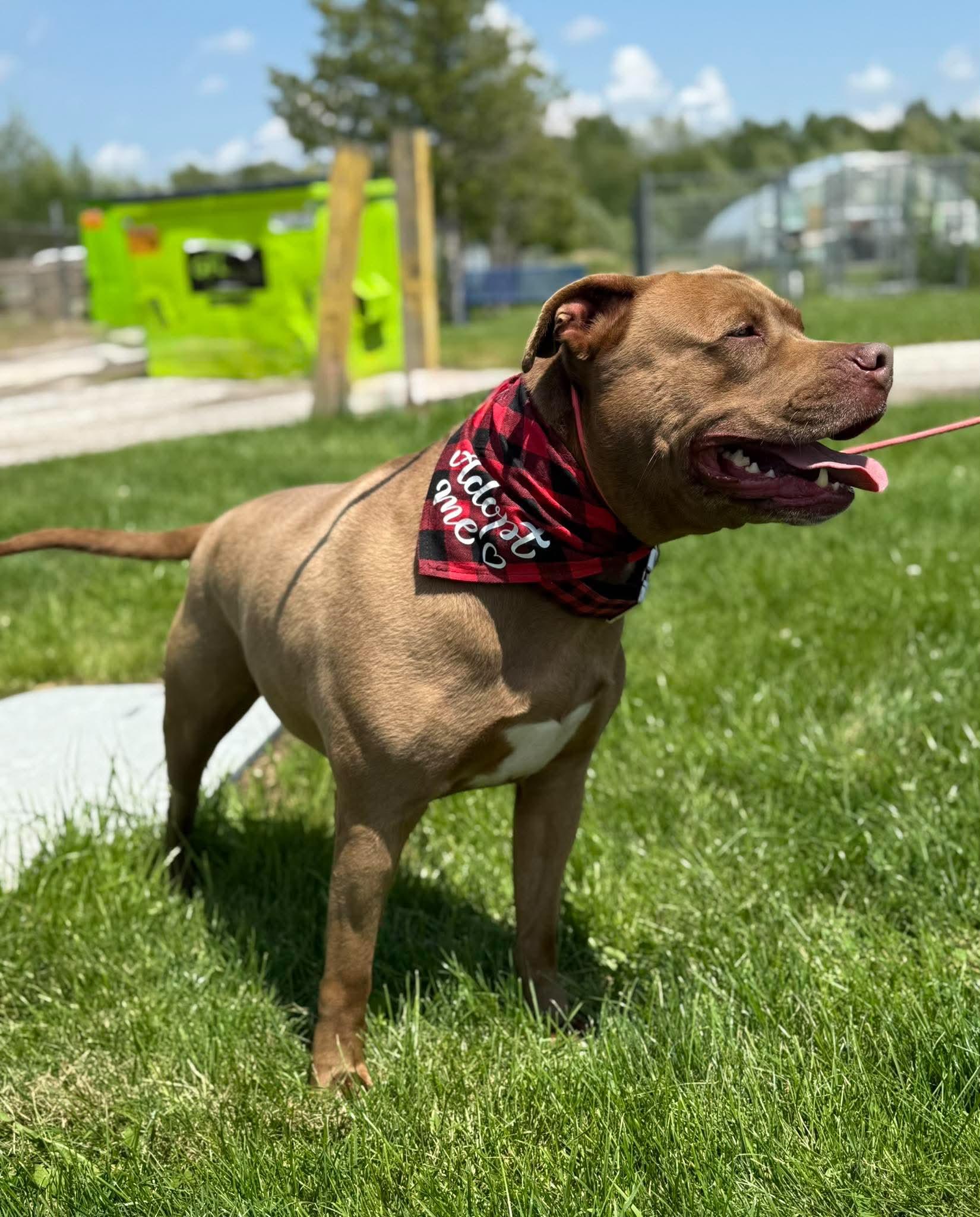 Bronson, a ADOPTABLE mixed breed in Keswick, ON image 2/6