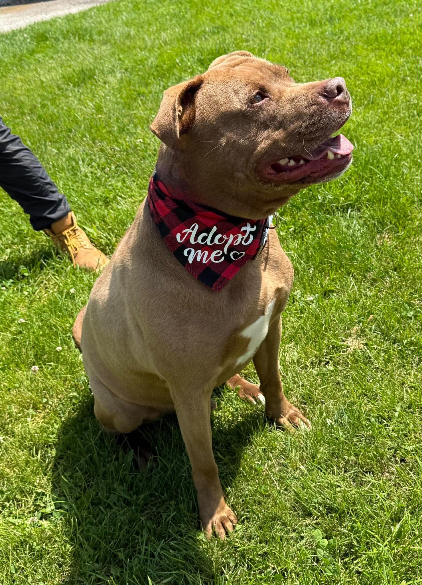 Bronson, a ADOPTABLE mixed breed in Keswick, ON image 4/6
