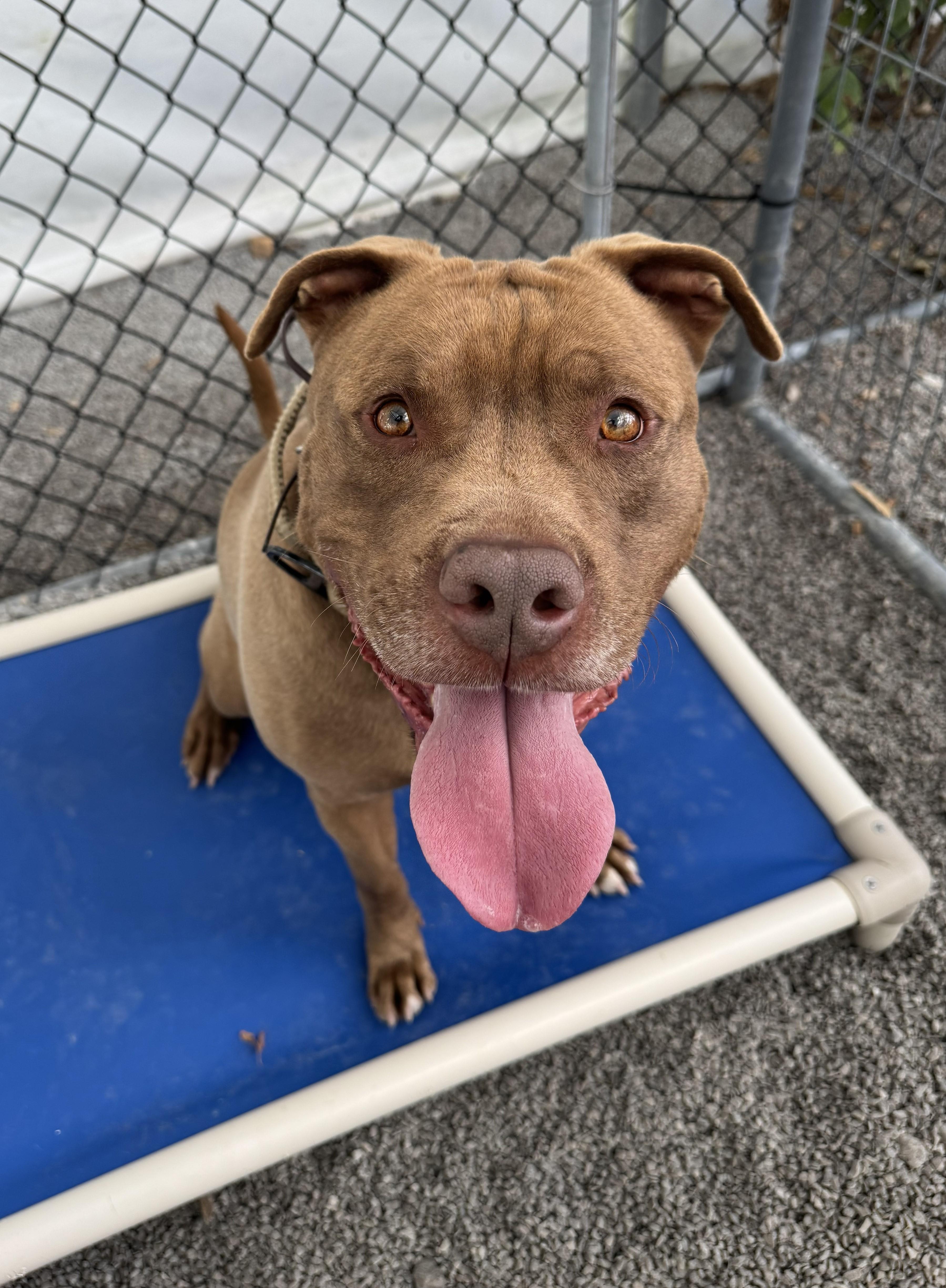 Enlarge Bronson, a Adoptable mixed breed in Keswick, ON image 2/6