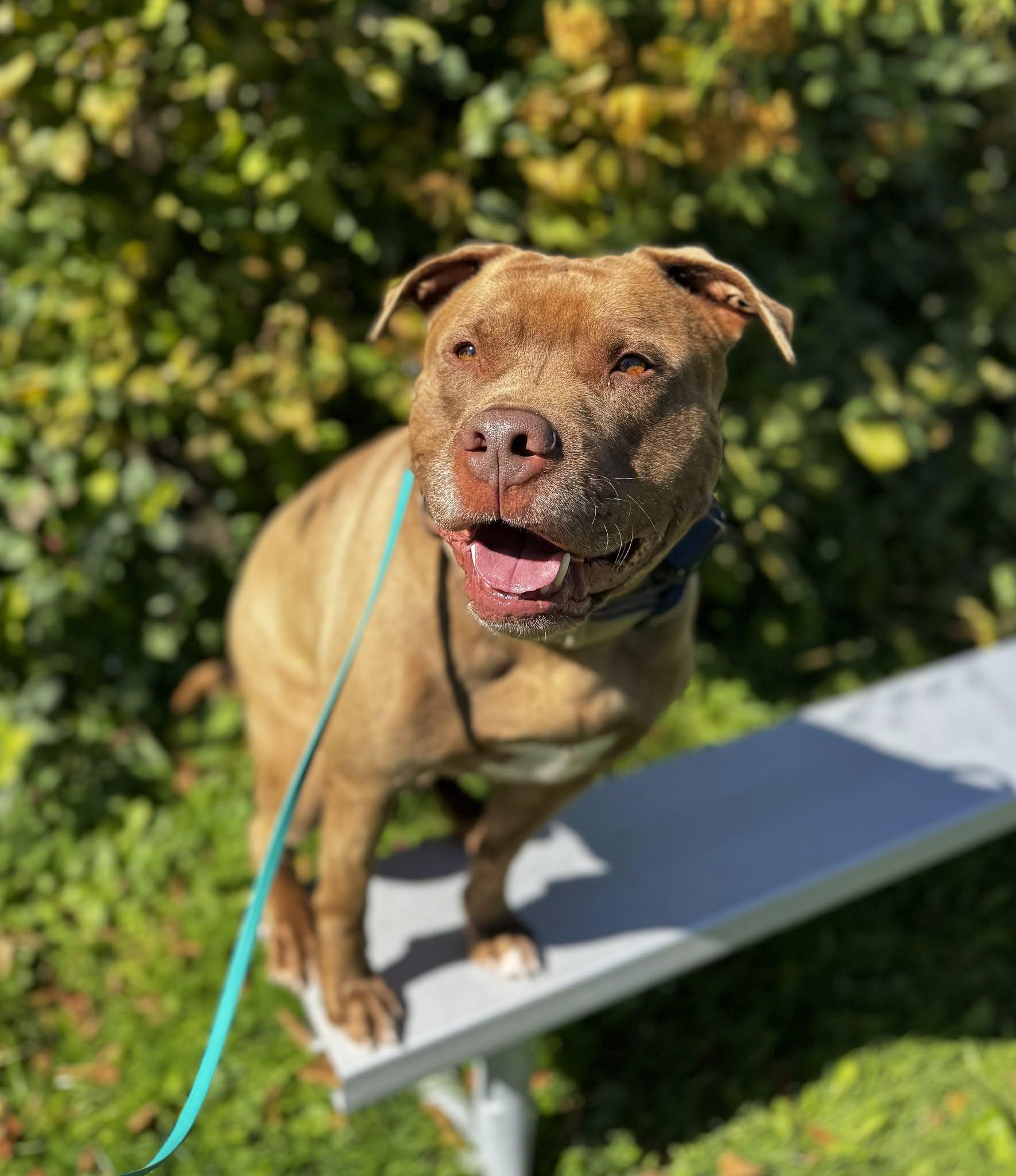 Enlarge Bronson, a Adoptable mixed breed in Keswick, ON image 1/6