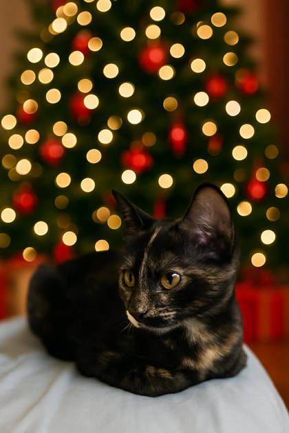 Snickerdoodle — thumbnail 2