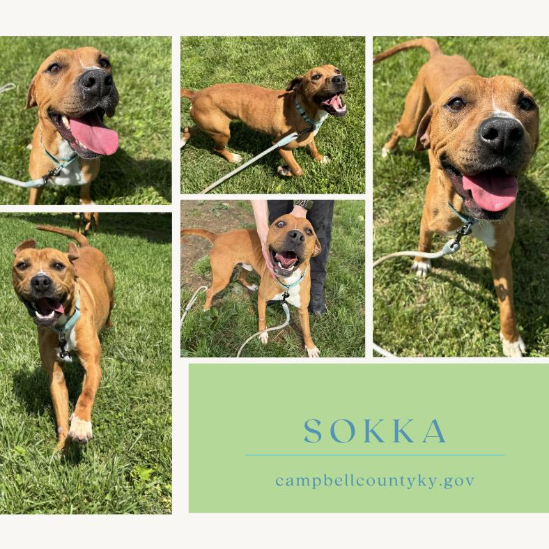 Sokka, Adoptable, Adult Male Mixed Breed.