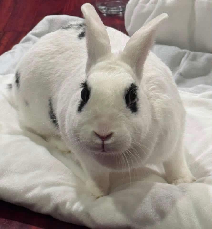 Sip, ADOPTABLE, Adult Female New Zealand.