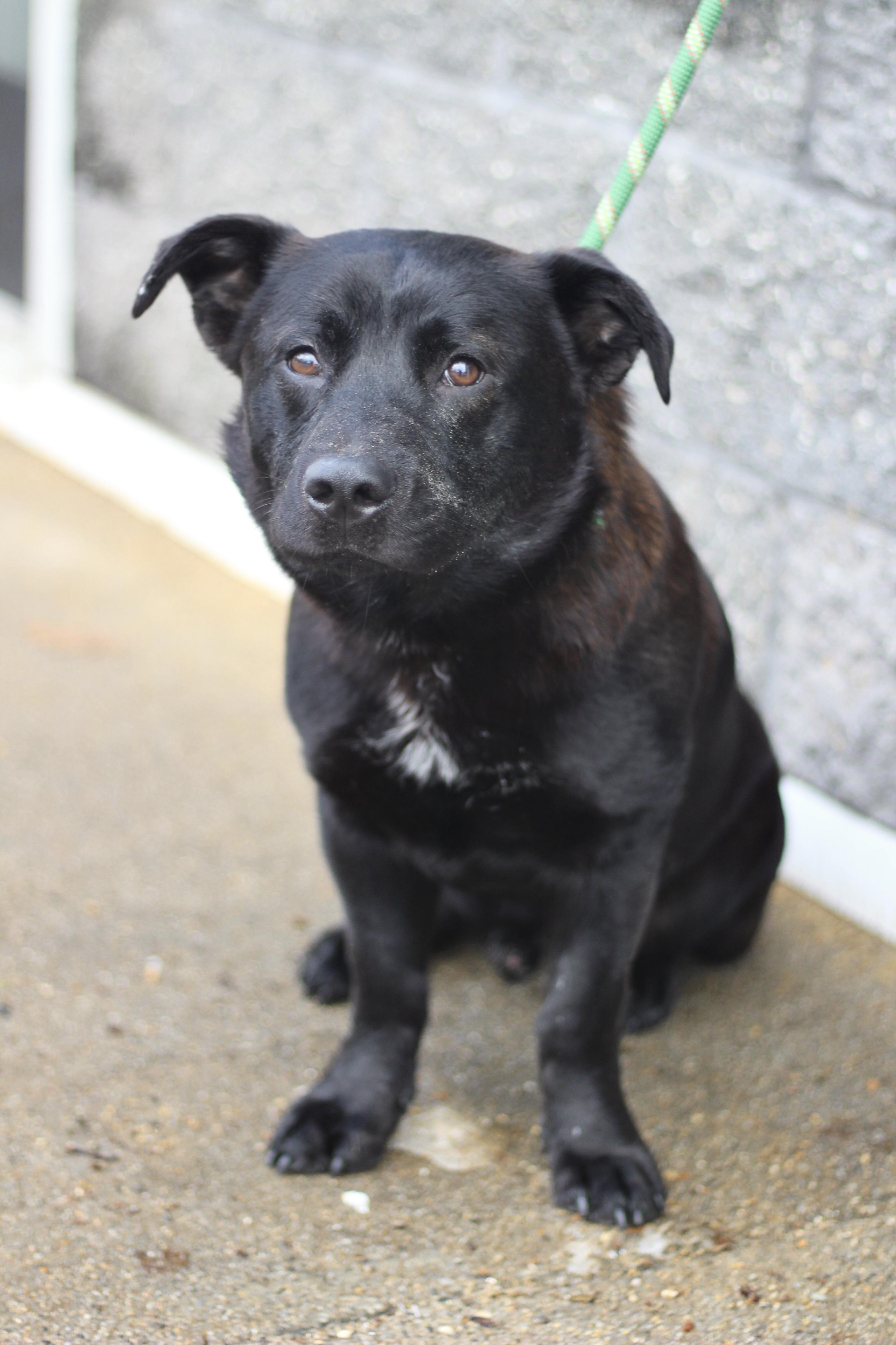 Enlarge Huckleberry in NH! Come Meet our Adoptable Dogs Wednesday-Saturday. More info in Bio! , a ADOPTABLE mixed breed in Manchester, NH image 3/3