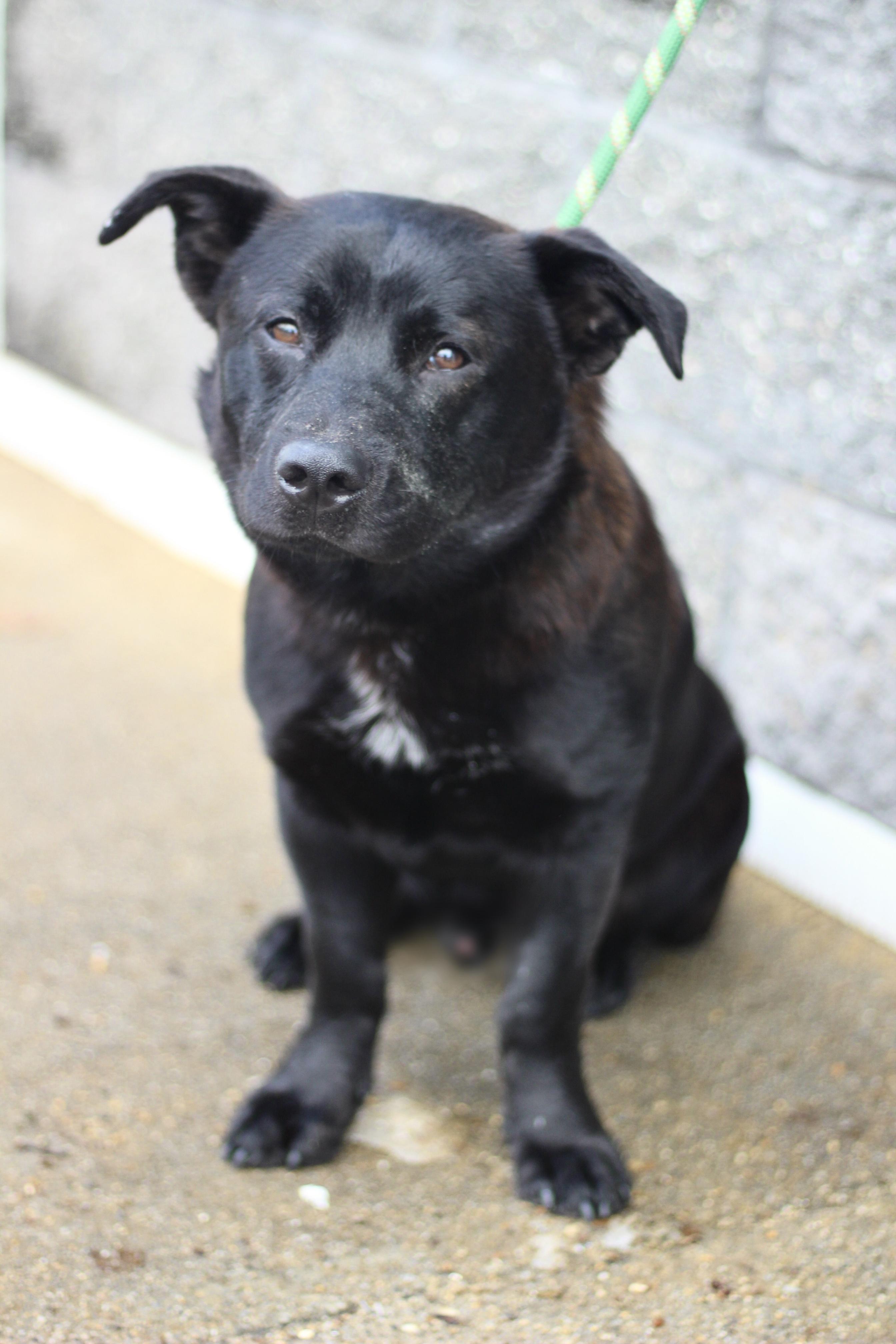 Enlarge Huckleberry in NH! Come Meet our Adoptable Dogs Wednesday-Saturday. More info in Bio! , a ADOPTABLE mixed breed in Manchester, NH image 1/3