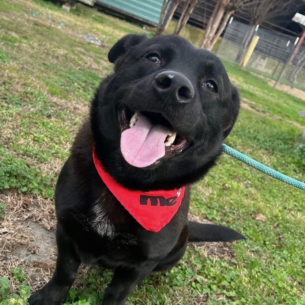 Enlarge Huckleberry in NH! Come Meet our Adoptable Dogs Wednesday-Saturday. More info in Bio! , a ADOPTABLE mixed breed in Manchester, NH image 2/3