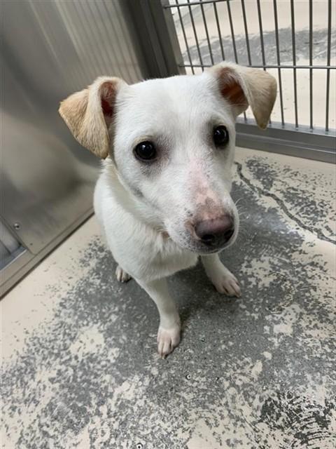 Enlarge BLANCO, a Adoptable mixed breed in Fairbanks, AK image 1/1