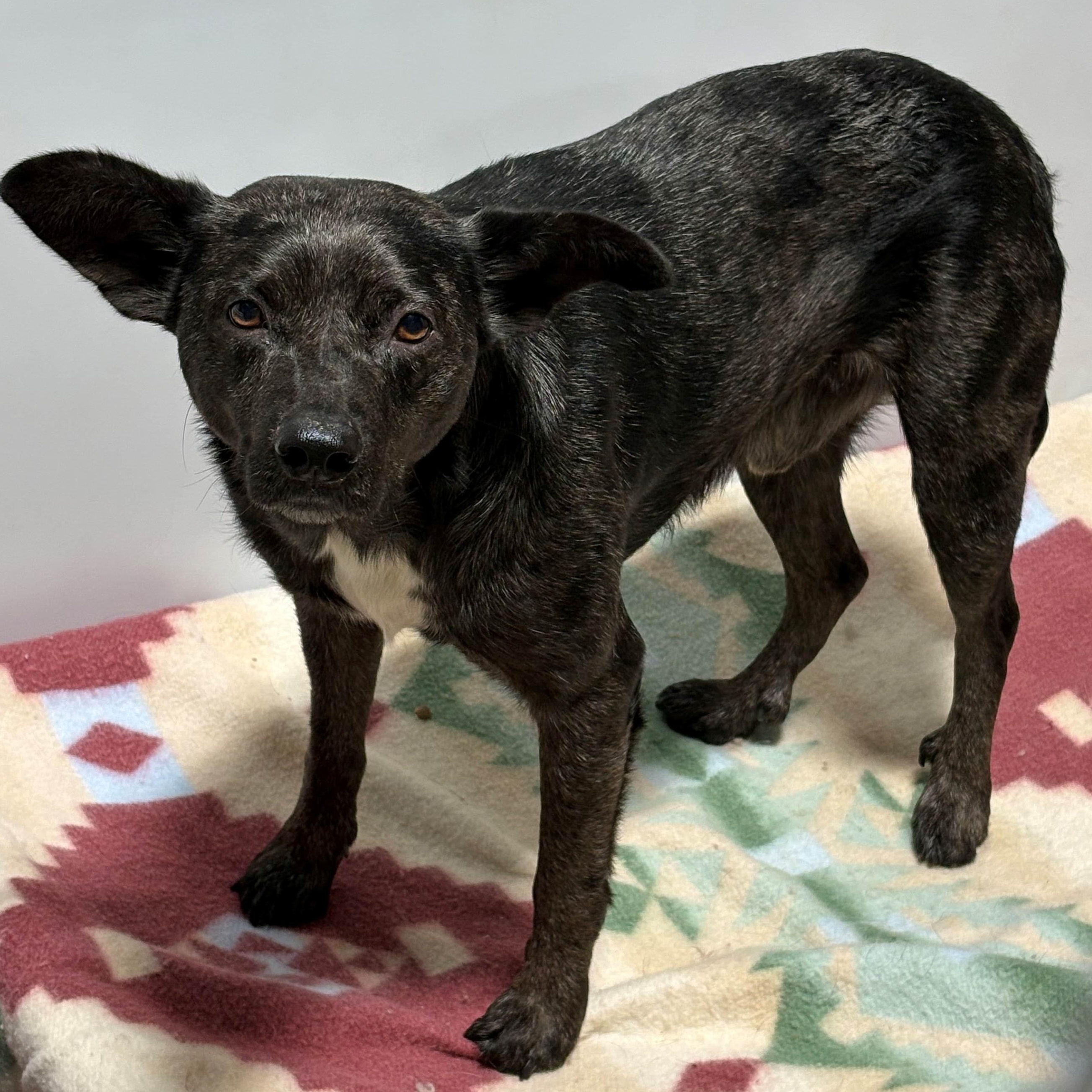 Larry, ADOPTABLE, Adult Male Australian Cattle Dog / Blue Heeler.
