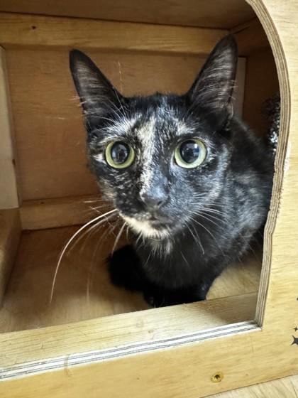 Marcella, Adoptable, Adult Female Domestic Short Hair & Domestic Short Hair.