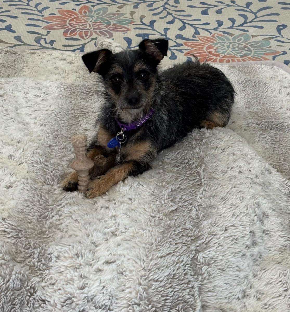 Carter, a Adoptable Yorkshire Terrier image 2/2