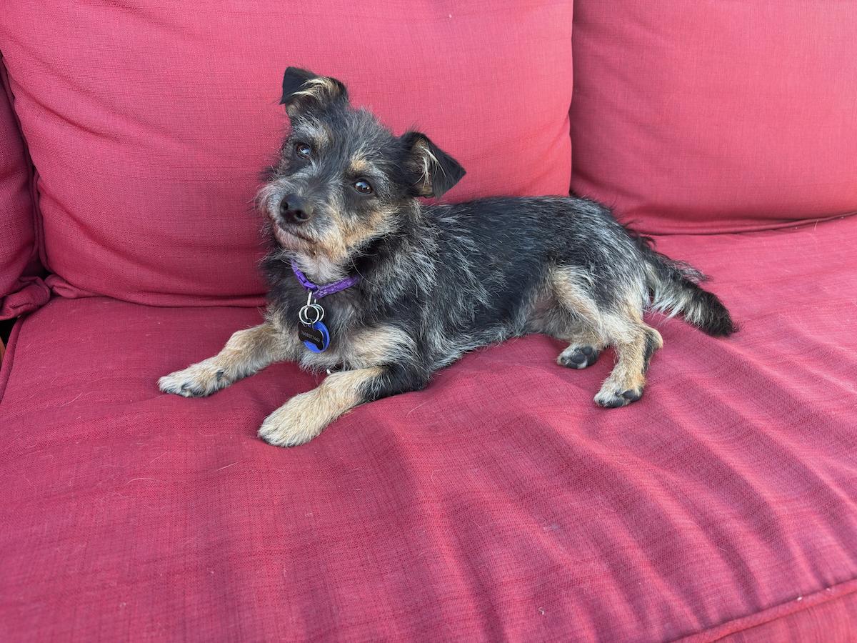 Carter, Adoptable, Young Male Yorkshire Terrier.