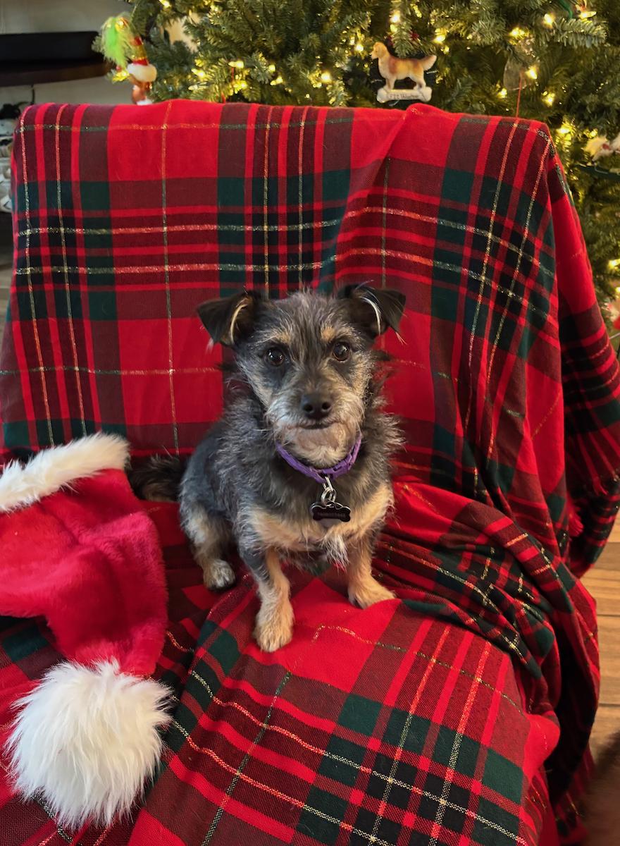 Enlarge Carter, an adopted Yorkshire Terrier in Temecula, CA image 1/2