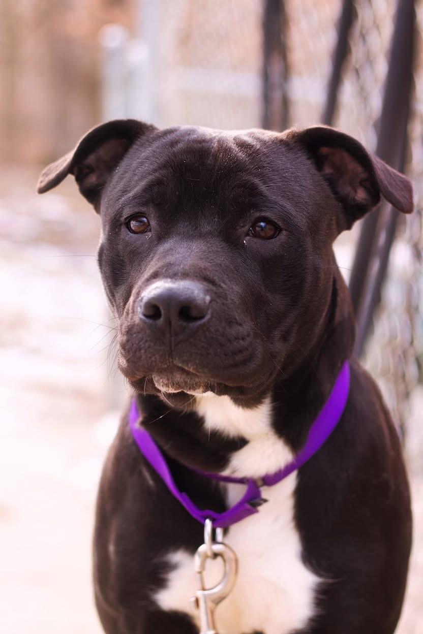 Tucker, ADOPTABLE, Adult Male Pit Bull Terrier.