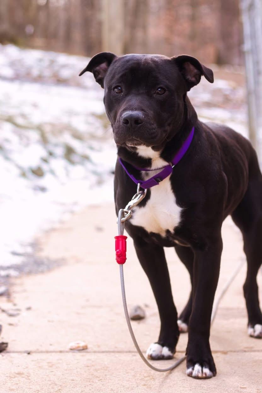 Enlarge Tucker, a ADOPTABLE Pit Bull Terrier in Grafton, WV image 1/3