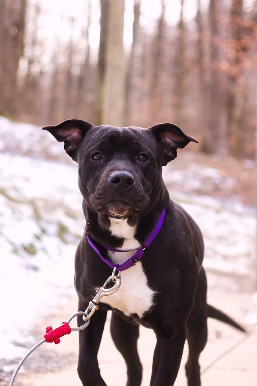 Enlarge Tucker, a ADOPTABLE Pit Bull Terrier in Grafton, WV image 3/3