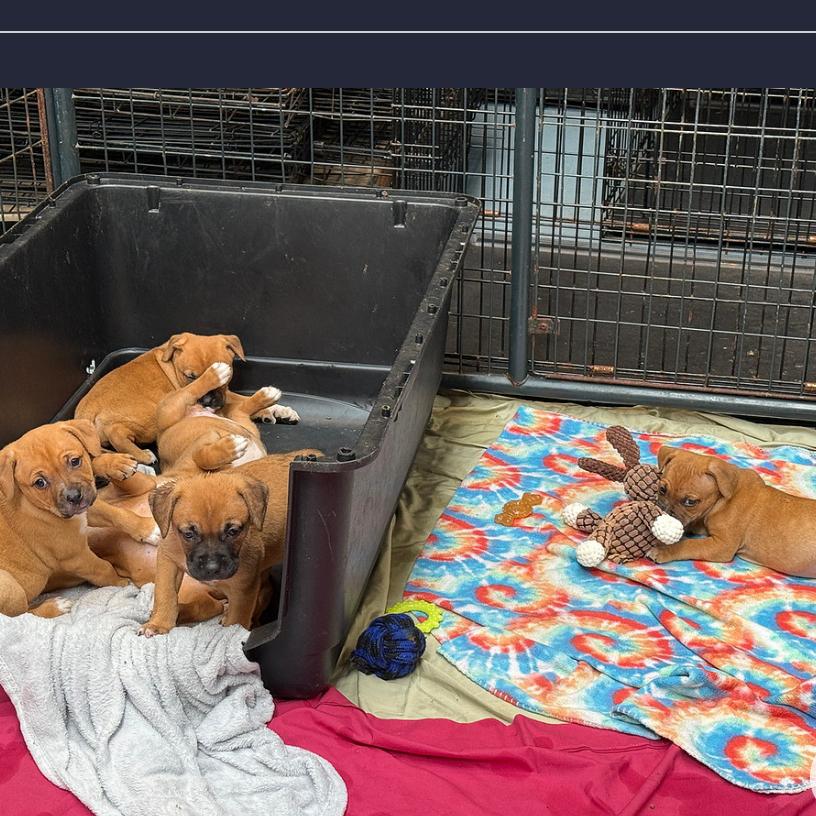 Enlarge Frankie, a Adoptable Mixed Breed in DeKalb, IL image 1/2