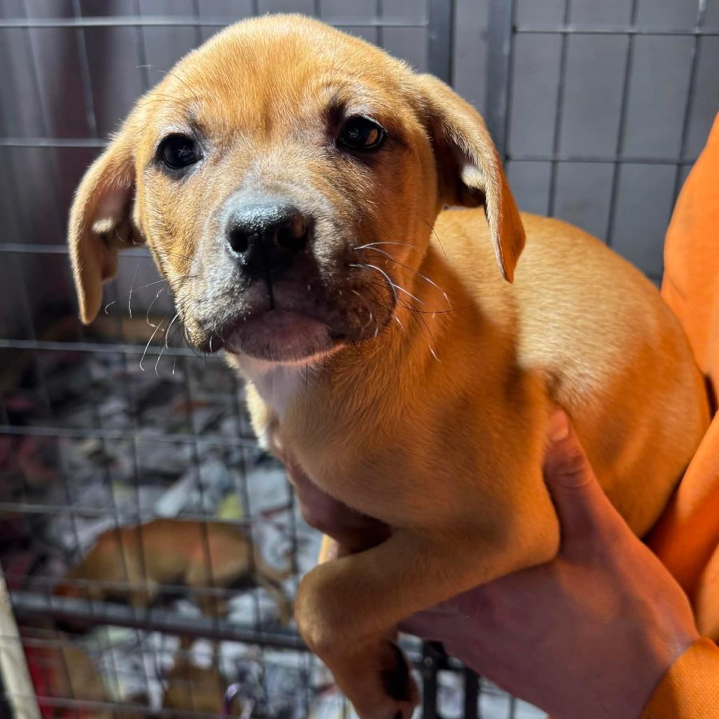 Enlarge Frankie, a Adoptable Mixed Breed in DeKalb, IL image 2/2