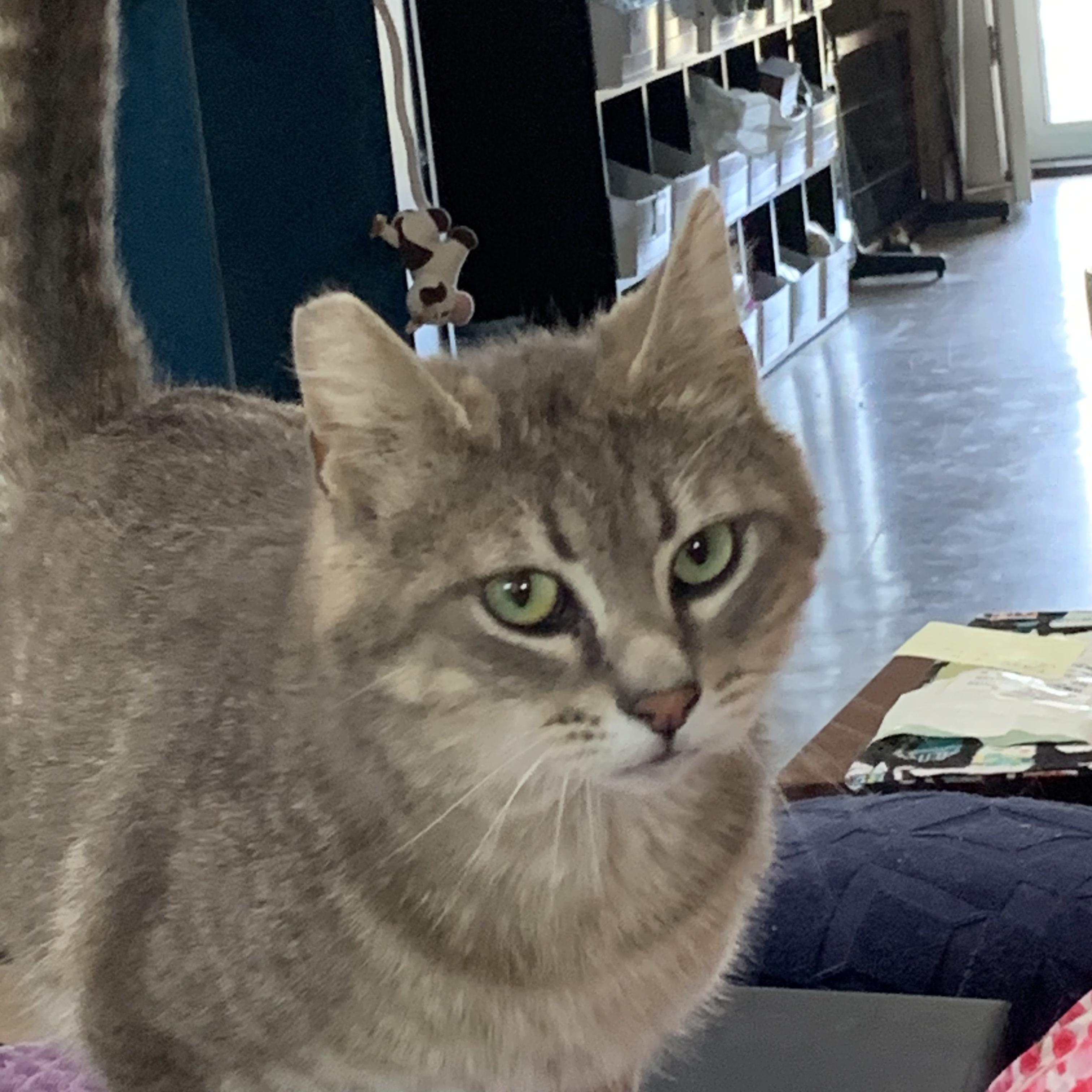 Nash, ADOPTABLE, Adult Male Domestic Short Hair.