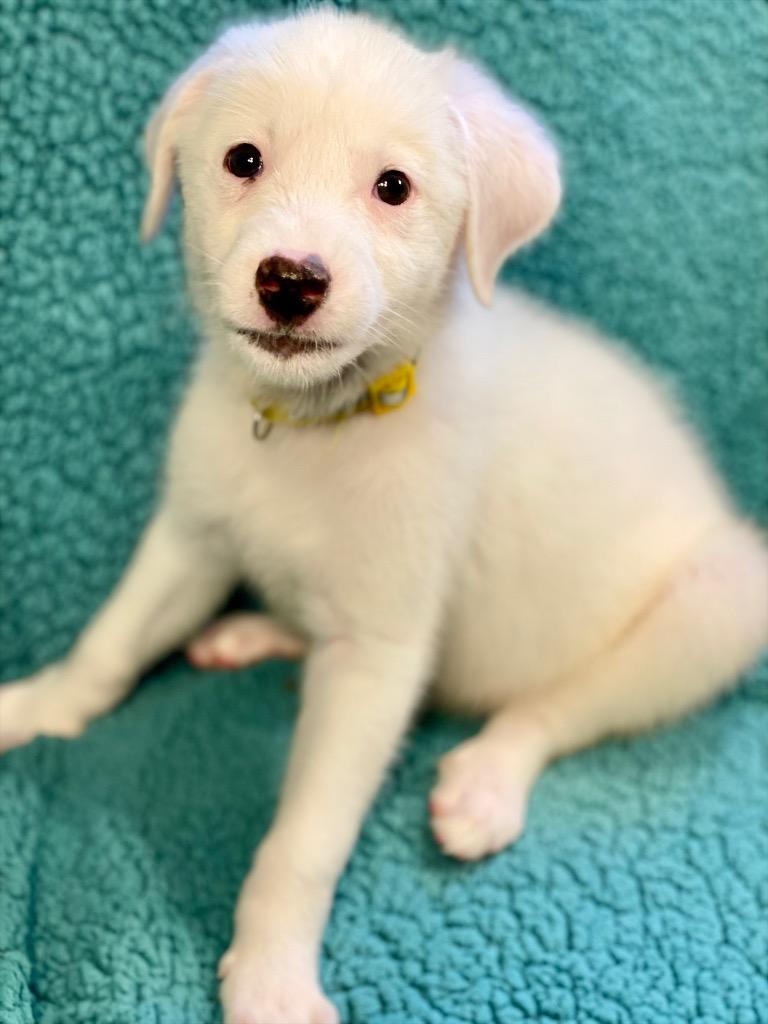 Cordelia, Adoptable, Puppy Female Australian Shepherd & Mixed Breed.