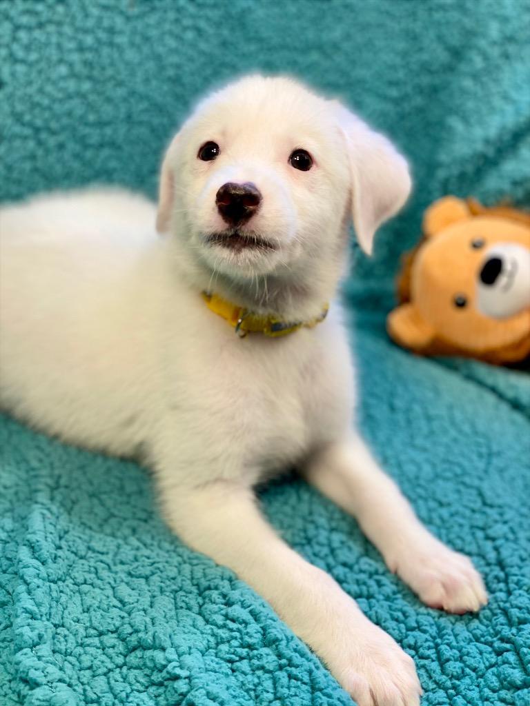 Cordelia, a Adoptable mixed breed in Urbandale, IA image 2/2