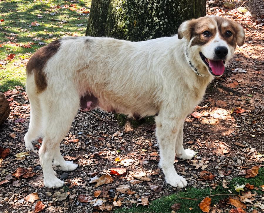 Enlarge Maybell & Rudy Rock, a Adoptable Great Pyrenees in Atlanta, GA image 3/3