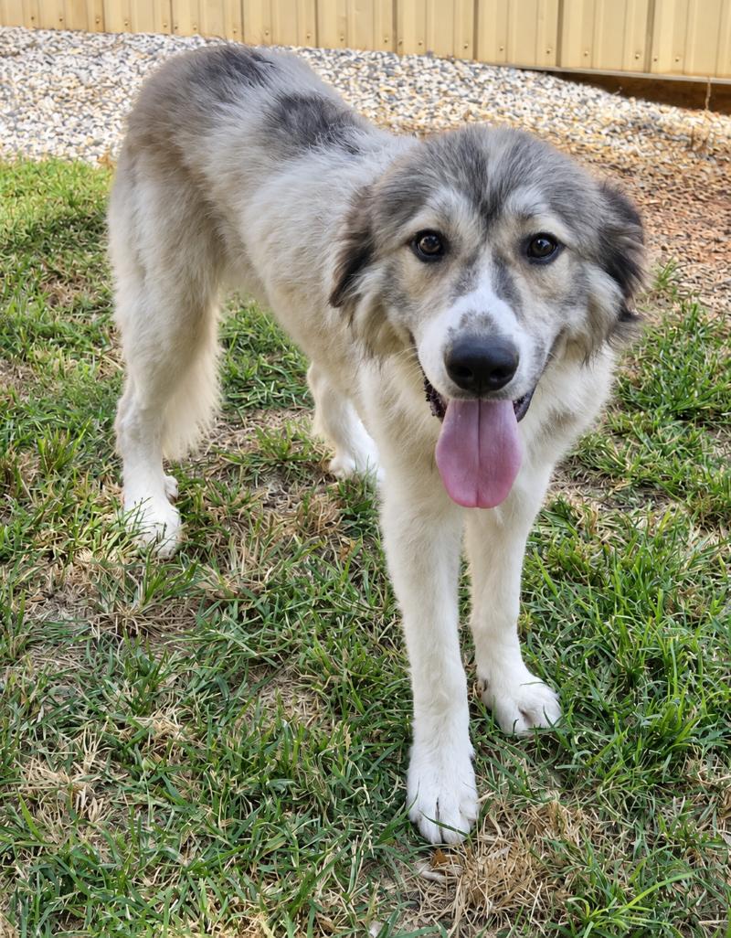 Enlarge Maybell & Rudy Rock, a Adoptable Great Pyrenees in Atlanta, GA image 2/3