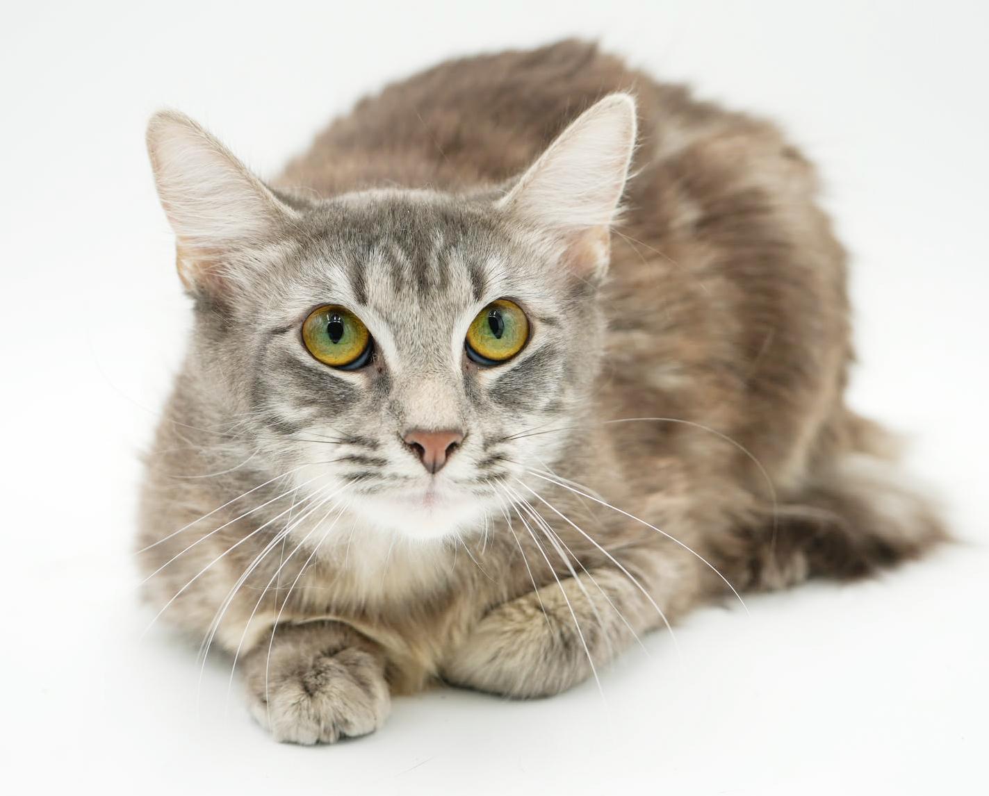 Enlarge Baby is just a mini FLOOFY darling!  VIDEO!!, a Adoptable mixed breed in Bedford Hills, NY image 5/6