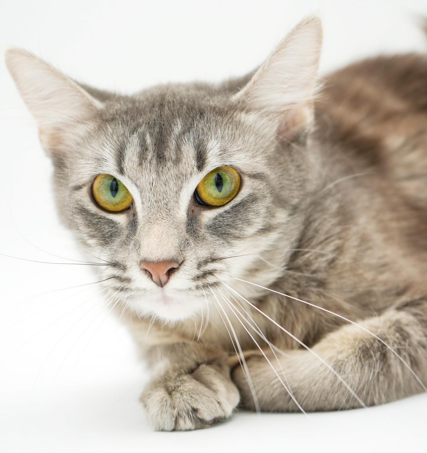 Enlarge Baby is just a mini FLOOFY darling!  VIDEO!!, a Adoptable mixed breed in Bedford Hills, NY image 4/6