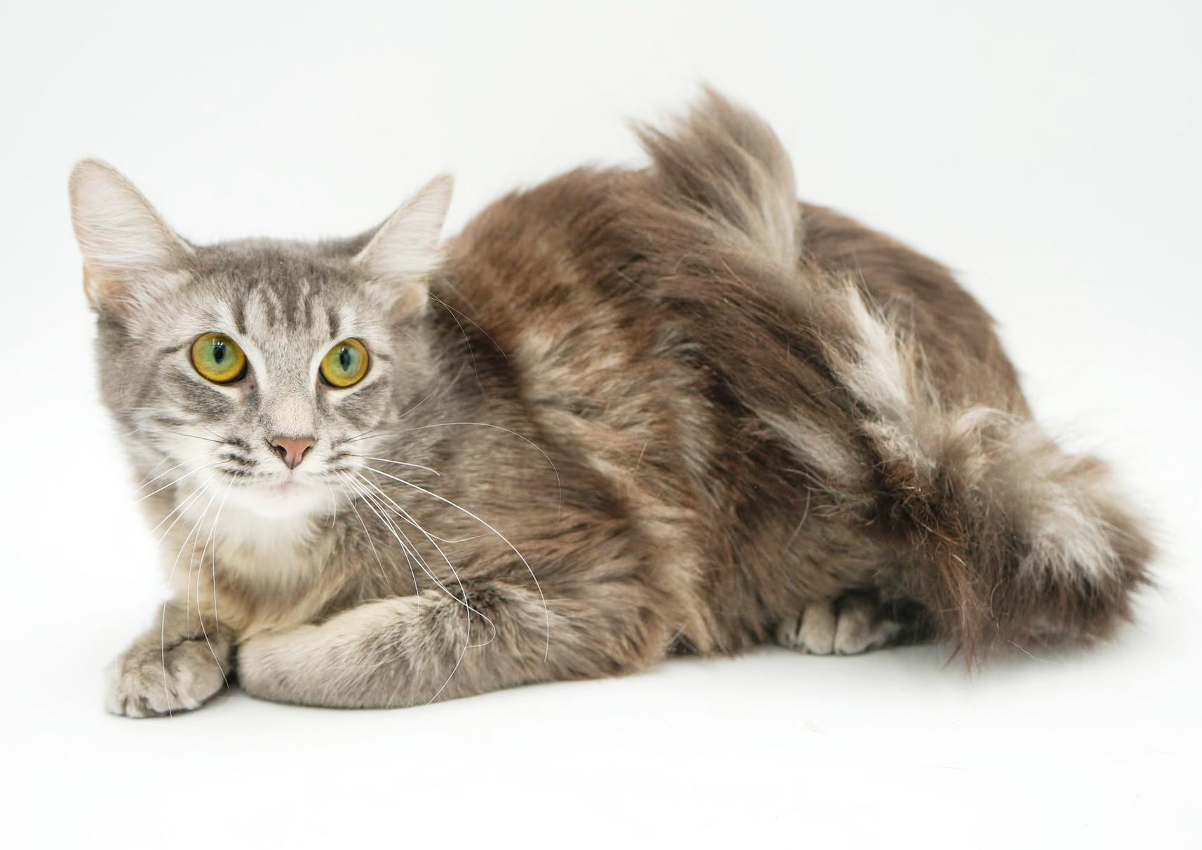 Enlarge Baby is just a mini FLOOFY darling!  VIDEO!!, a Adoptable mixed breed in Bedford Hills, NY image 6/6