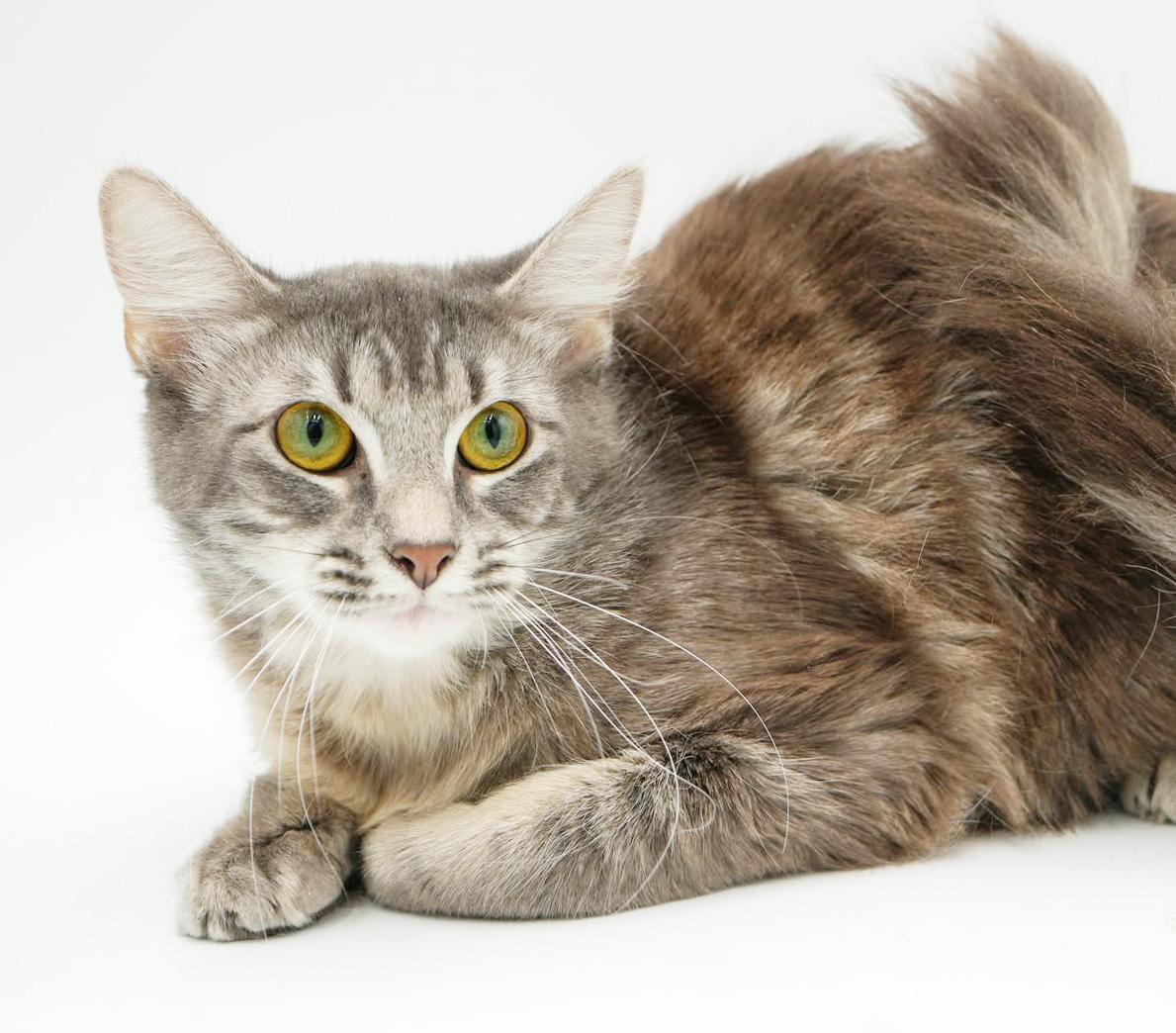 Enlarge Baby is just a mini FLOOFY darling!  VIDEO!!, a Adoptable mixed breed in Bedford Hills, NY image 3/6