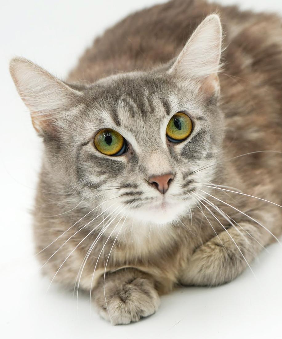 Baby is just a mini FLOOFY darling!  VIDEO!!, Adoptable, Young Female Maine Coon & Tabby.