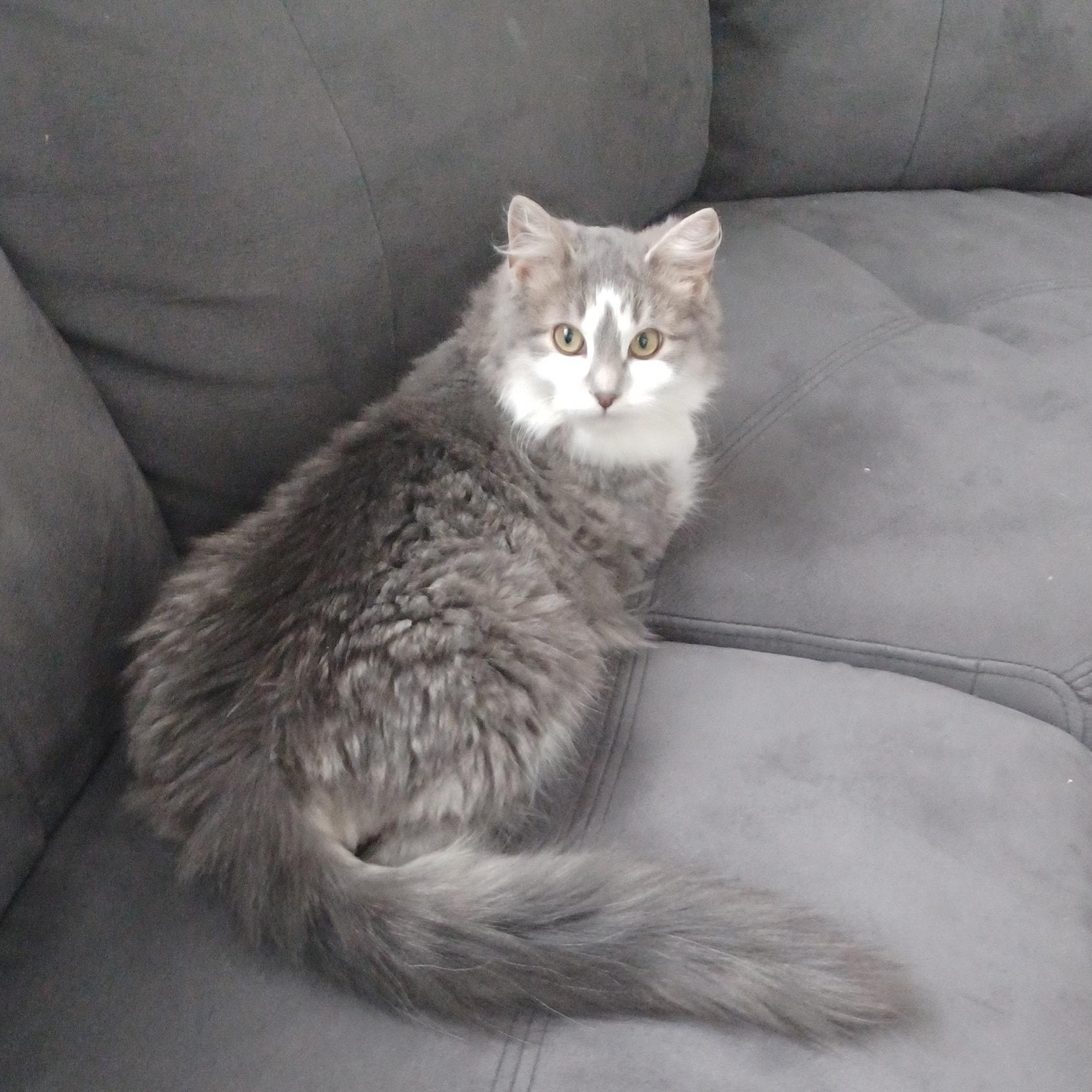 Boo, a Adoptable Domestic Medium Hair in Ottawa, ON image 1/6