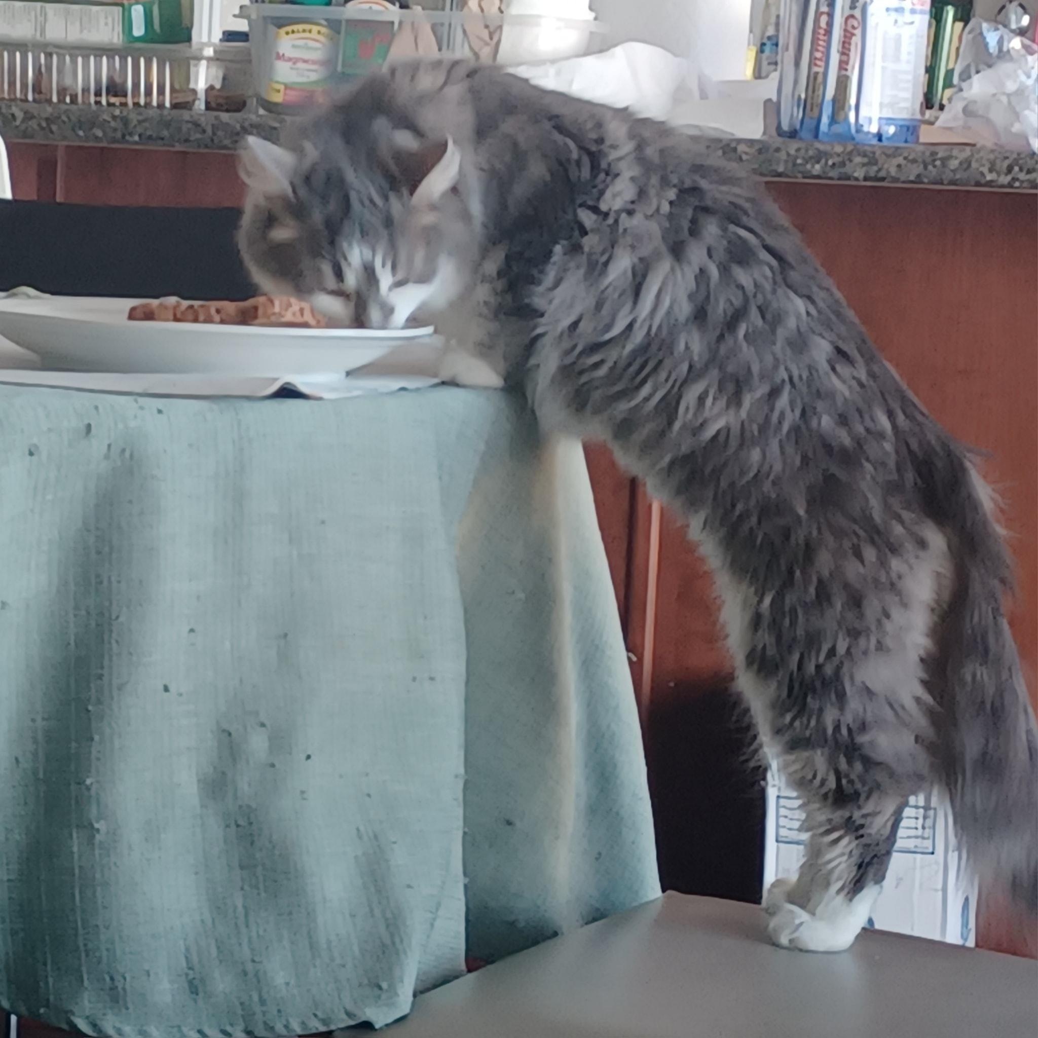 Boo, a Adoptable Domestic Medium Hair in Ottawa, ON image 4/6