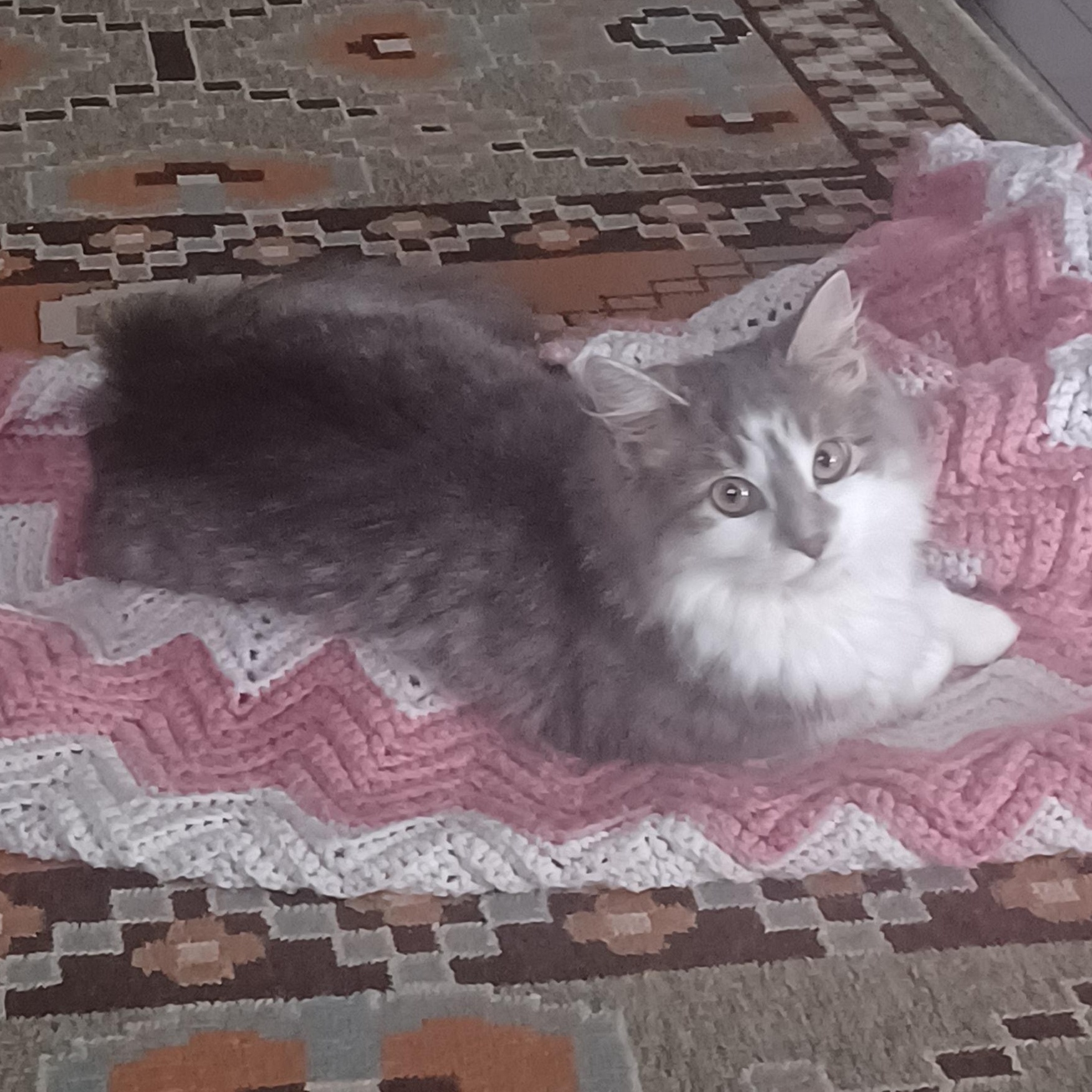 Boo, a Adoptable Domestic Medium Hair in Ottawa, ON image 6/6