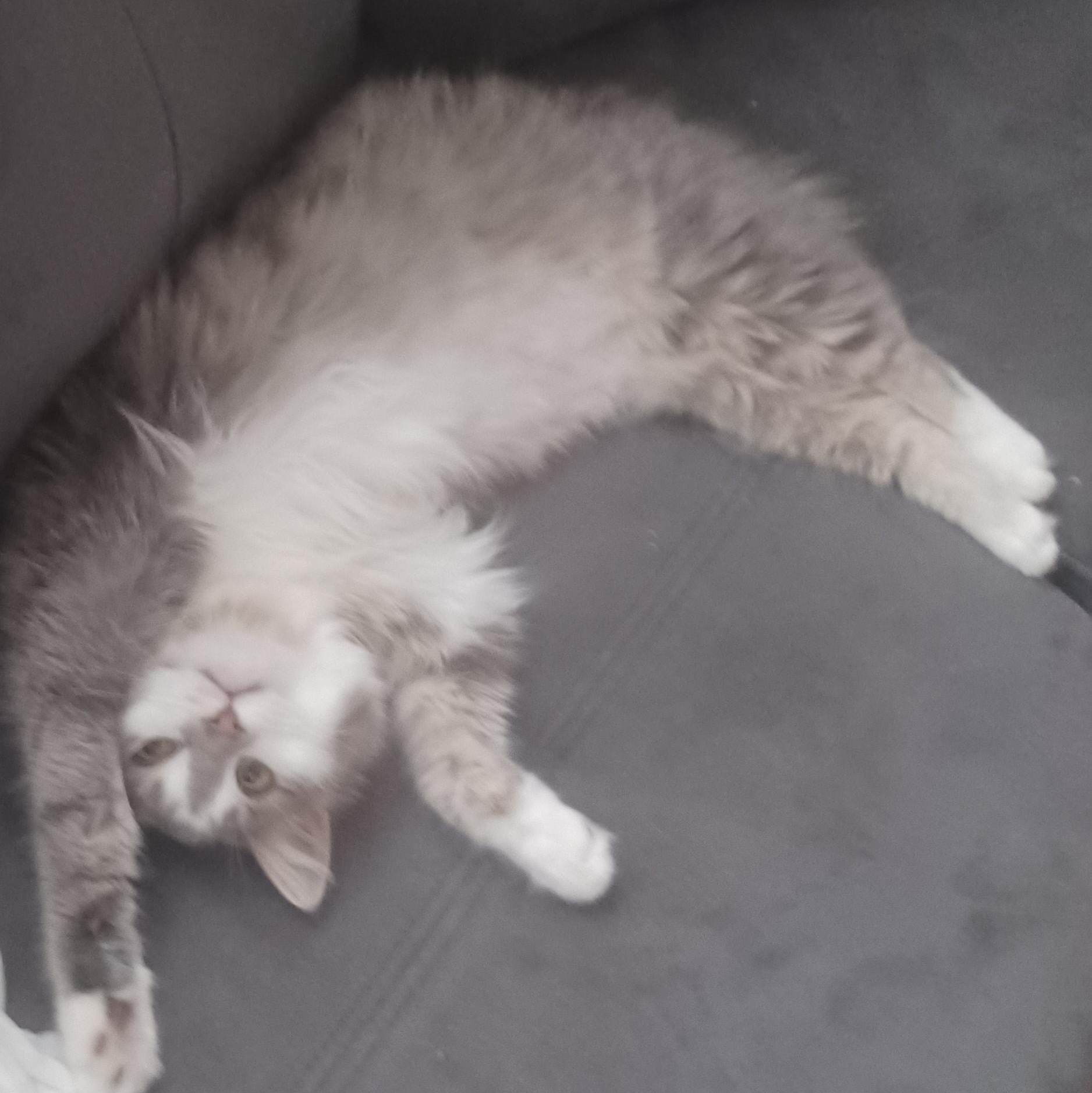 Boo, a Adoptable Domestic Medium Hair in Ottawa, ON image 5/6