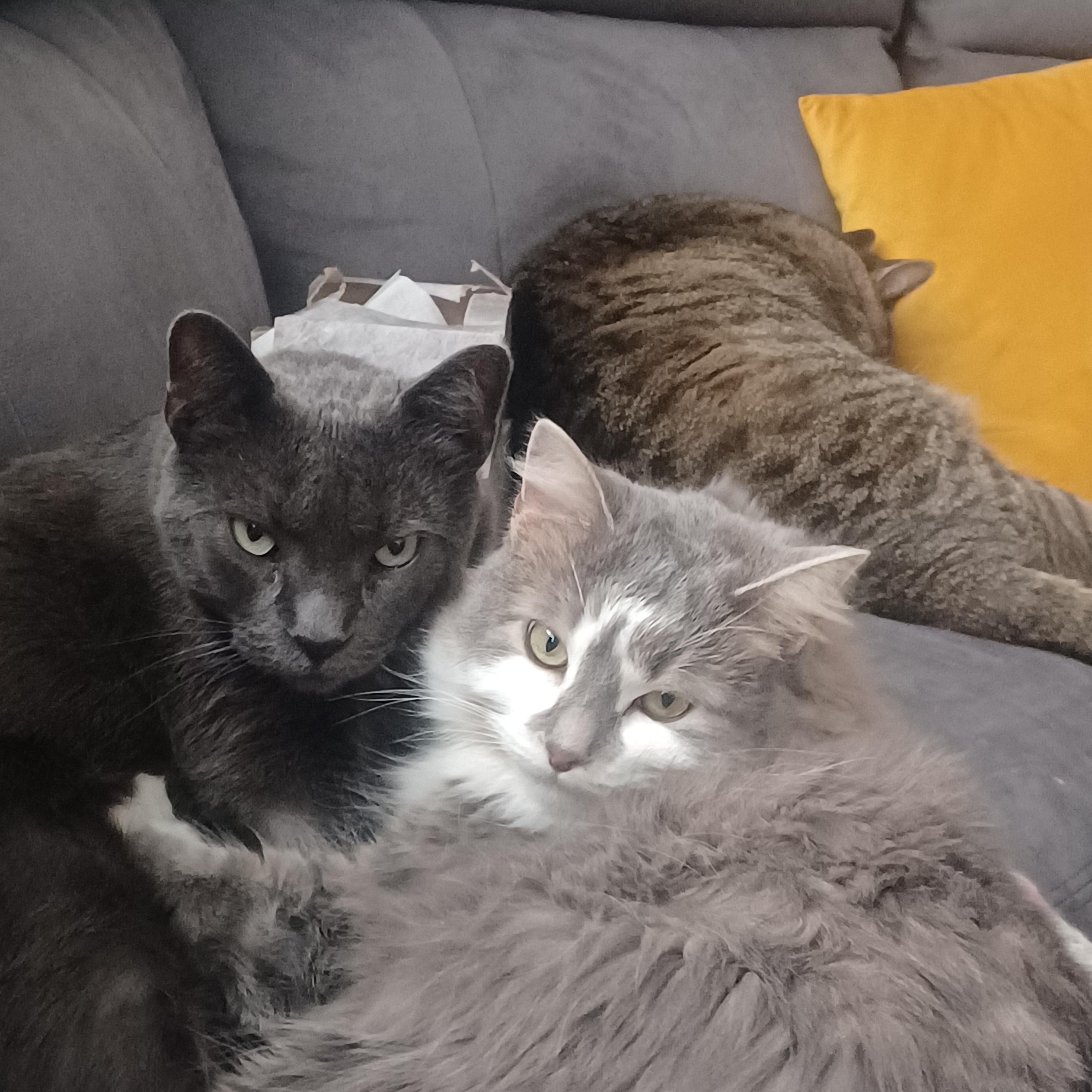 Boo, a Adoptable Domestic Medium Hair in Ottawa, ON image 2/6