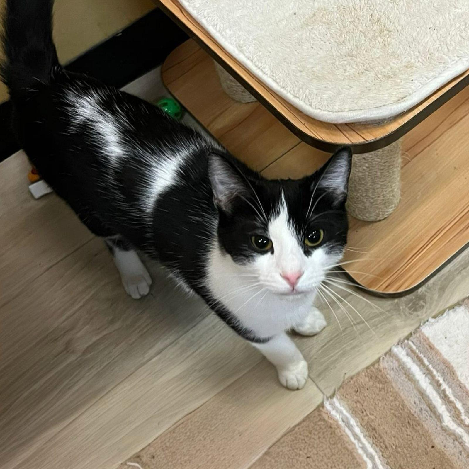 Enlarge Dakota, a Adoptable Domestic Short Hair in Blasdell, NY image 1/1