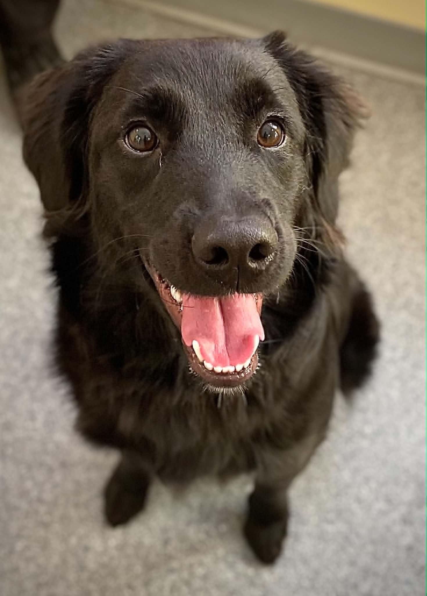 Ember, Adopted, Young Female Labrador Retriever.