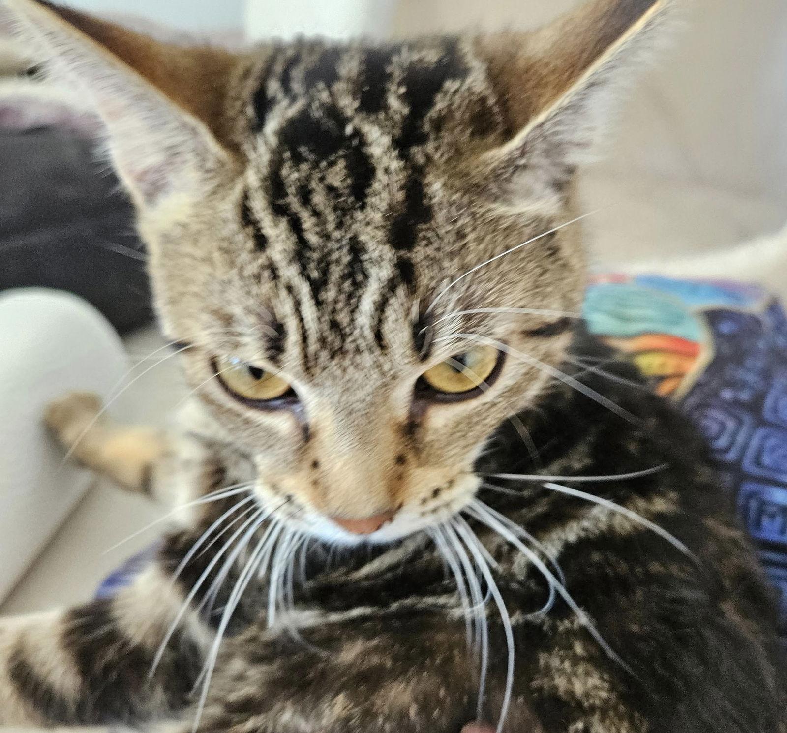 Enlarge Marjorie, a Adoptable Domestic Short Hair in Greenfield, IN image 1/1