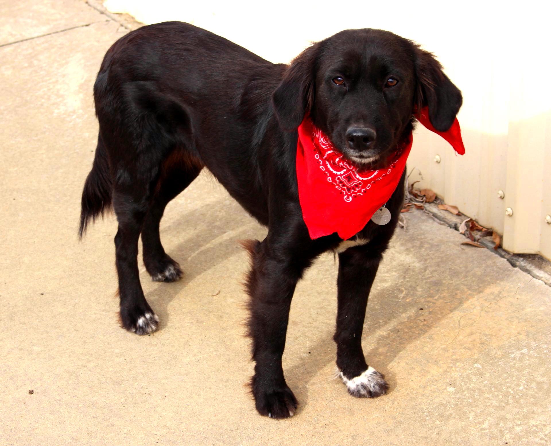 Winnie, ADOPTABLE, Young Female Labrador Retriever.