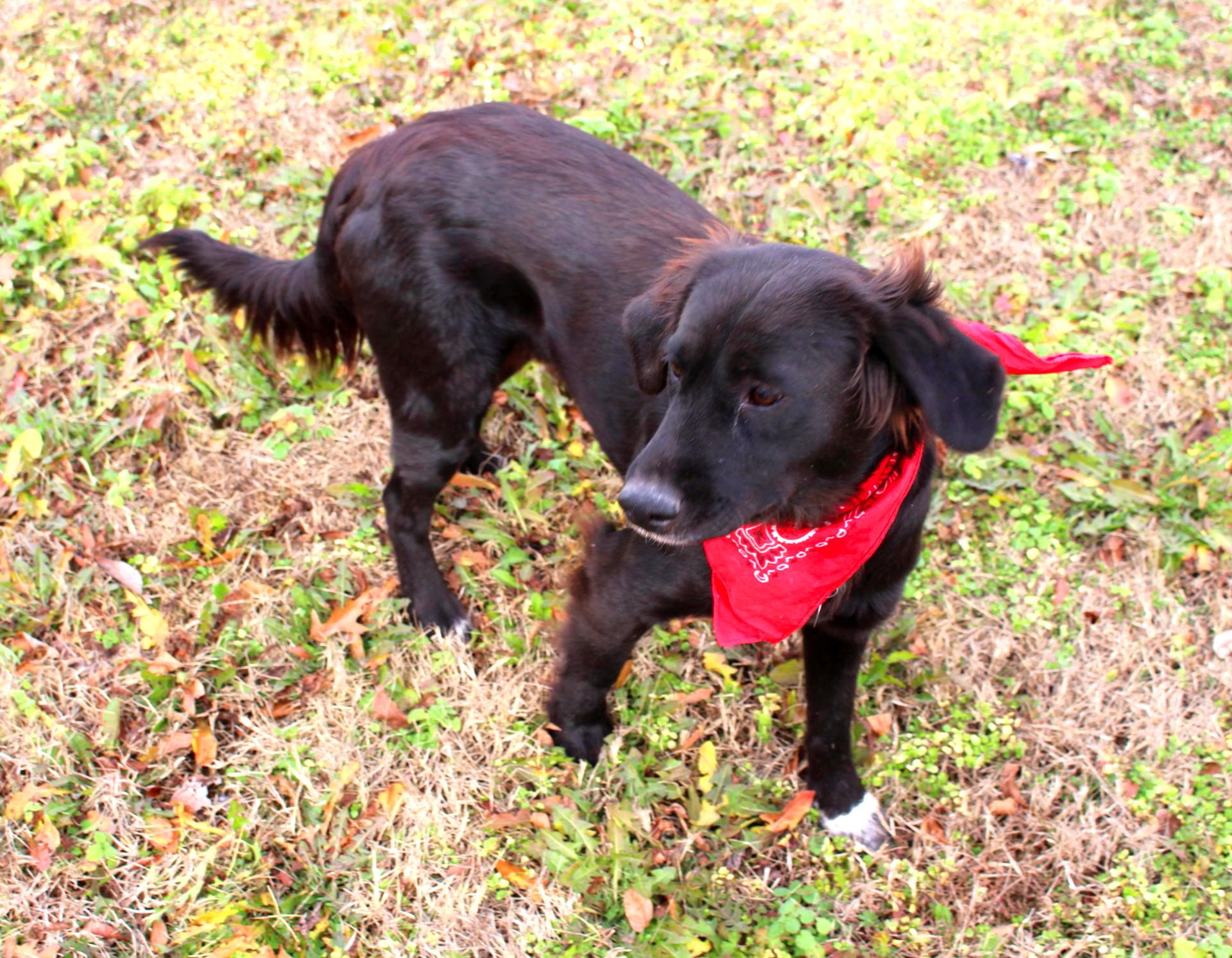 Enlarge Winnie, a ADOPTABLE Labrador Retriever in Muldrow, OK image 5/5